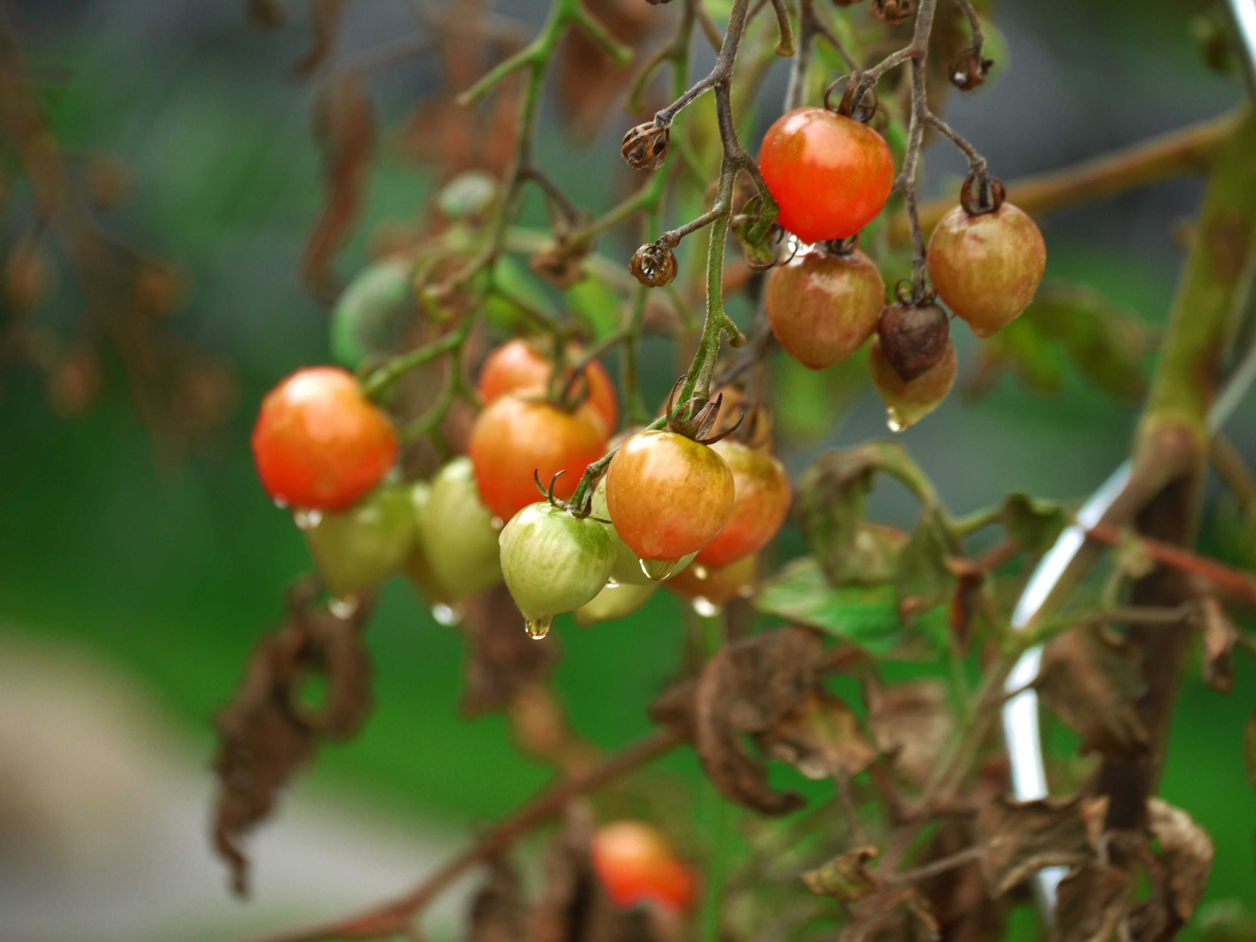 Бесплатное фото Маленькие помидоры на ветви после дождя