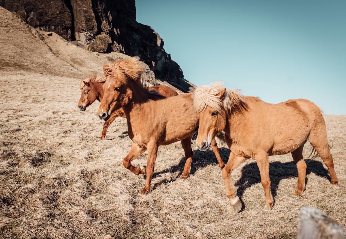 Three stallions by the mountain