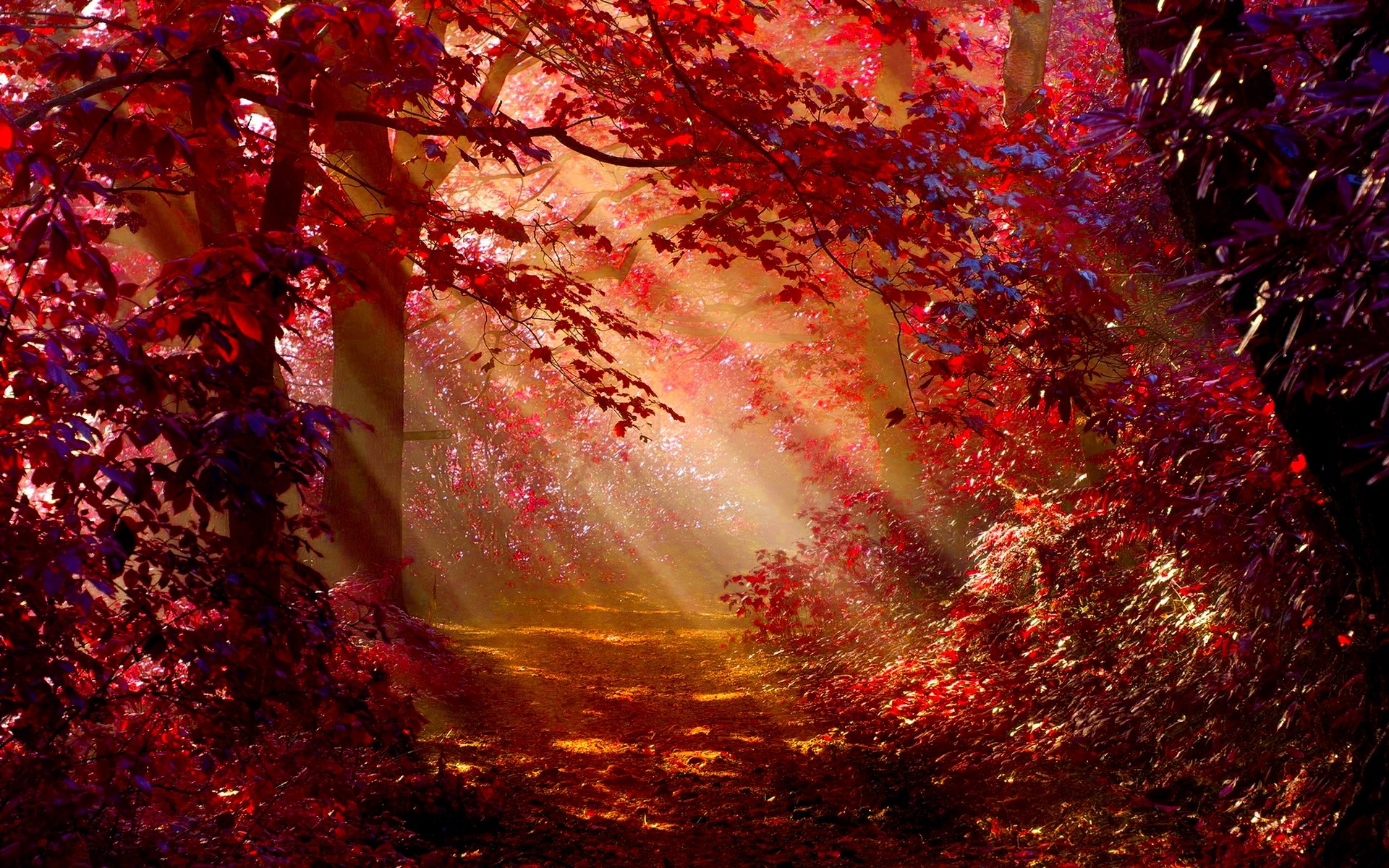 Sunbeams in an autumn forest with red foliage
