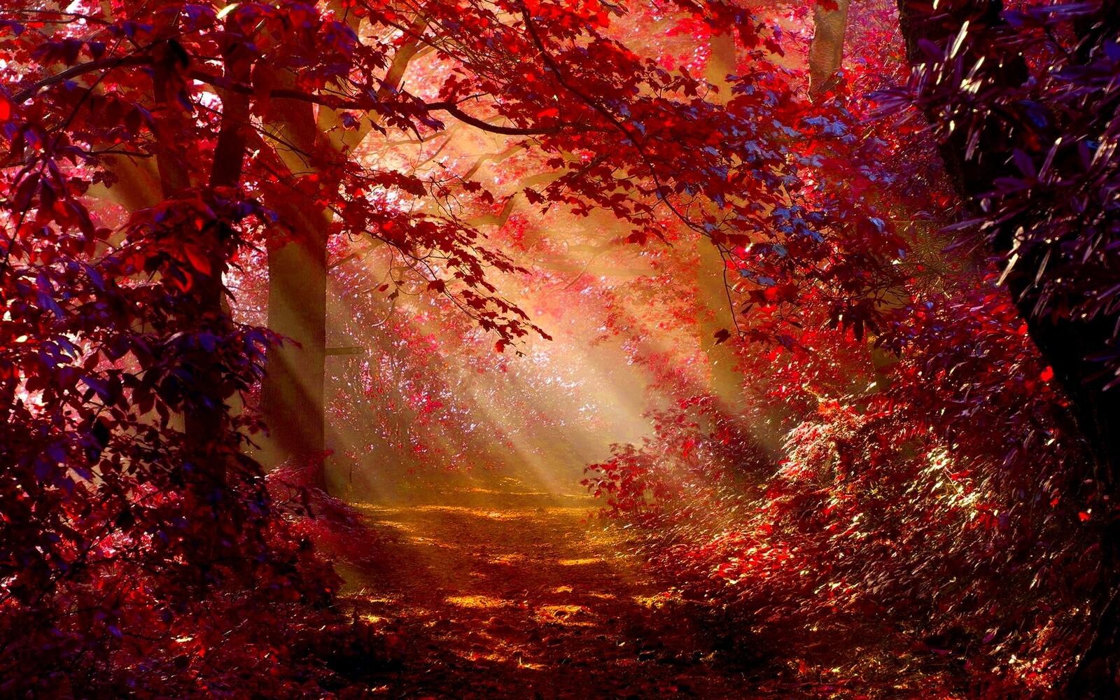 Free photo Sunbeams in an autumn forest with red foliage