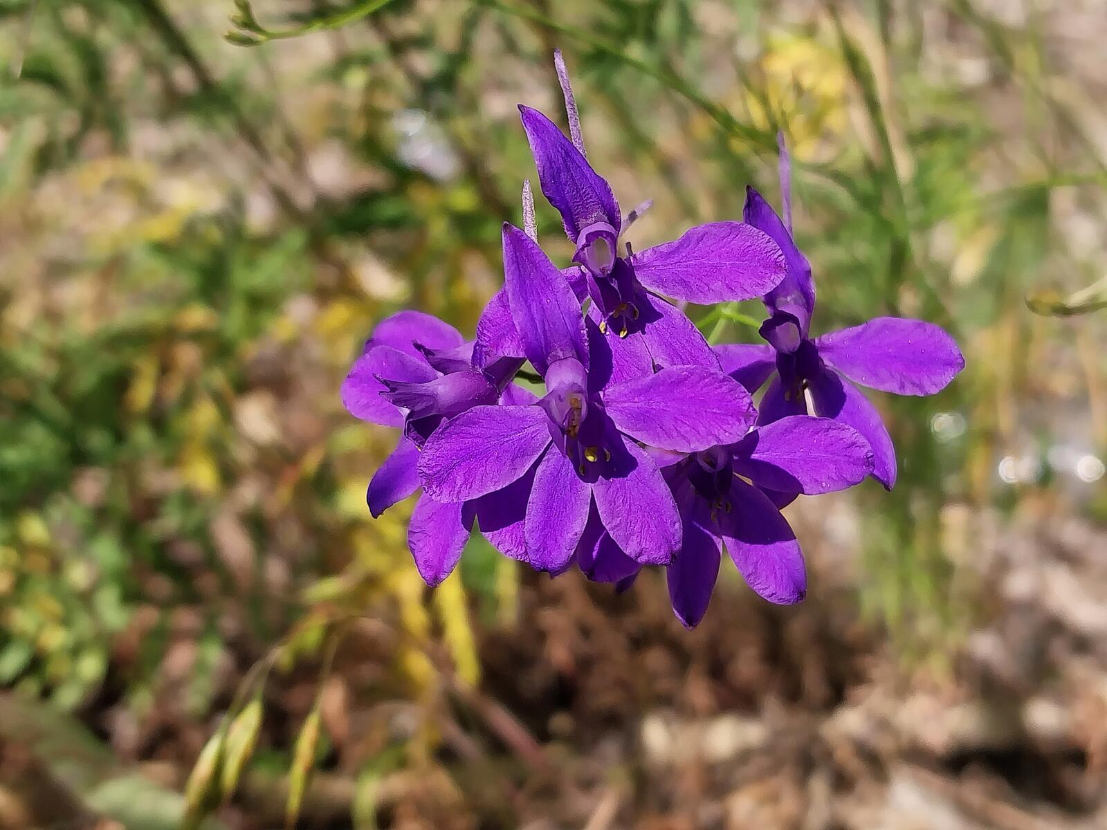 Free photo Purple flower in the sunlight