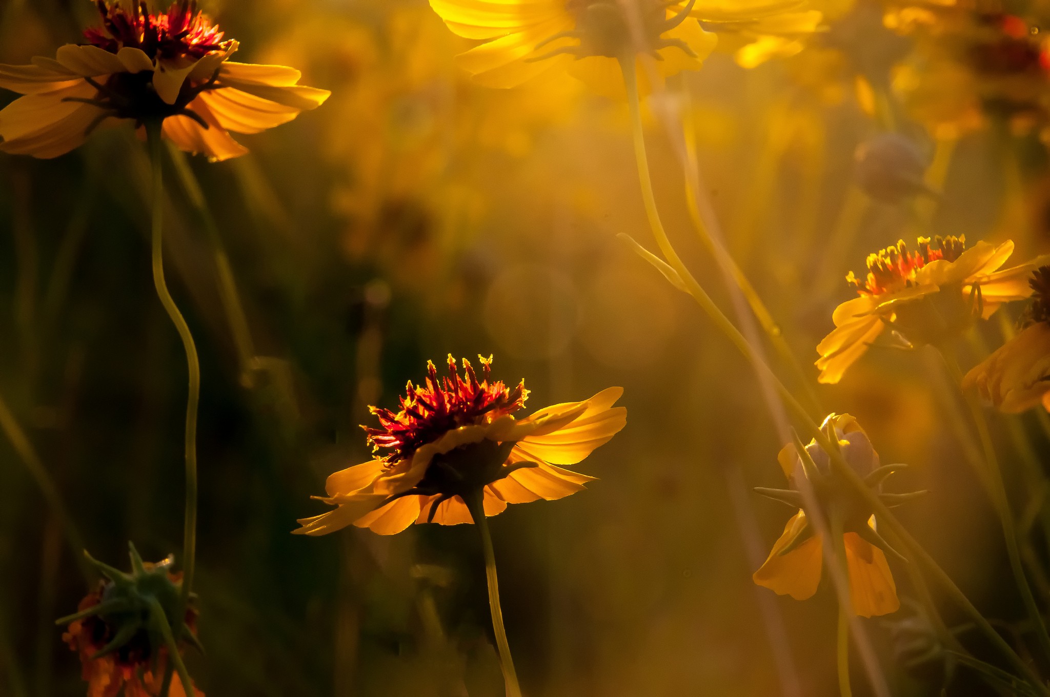 Желтые цветочки под солнечным светом