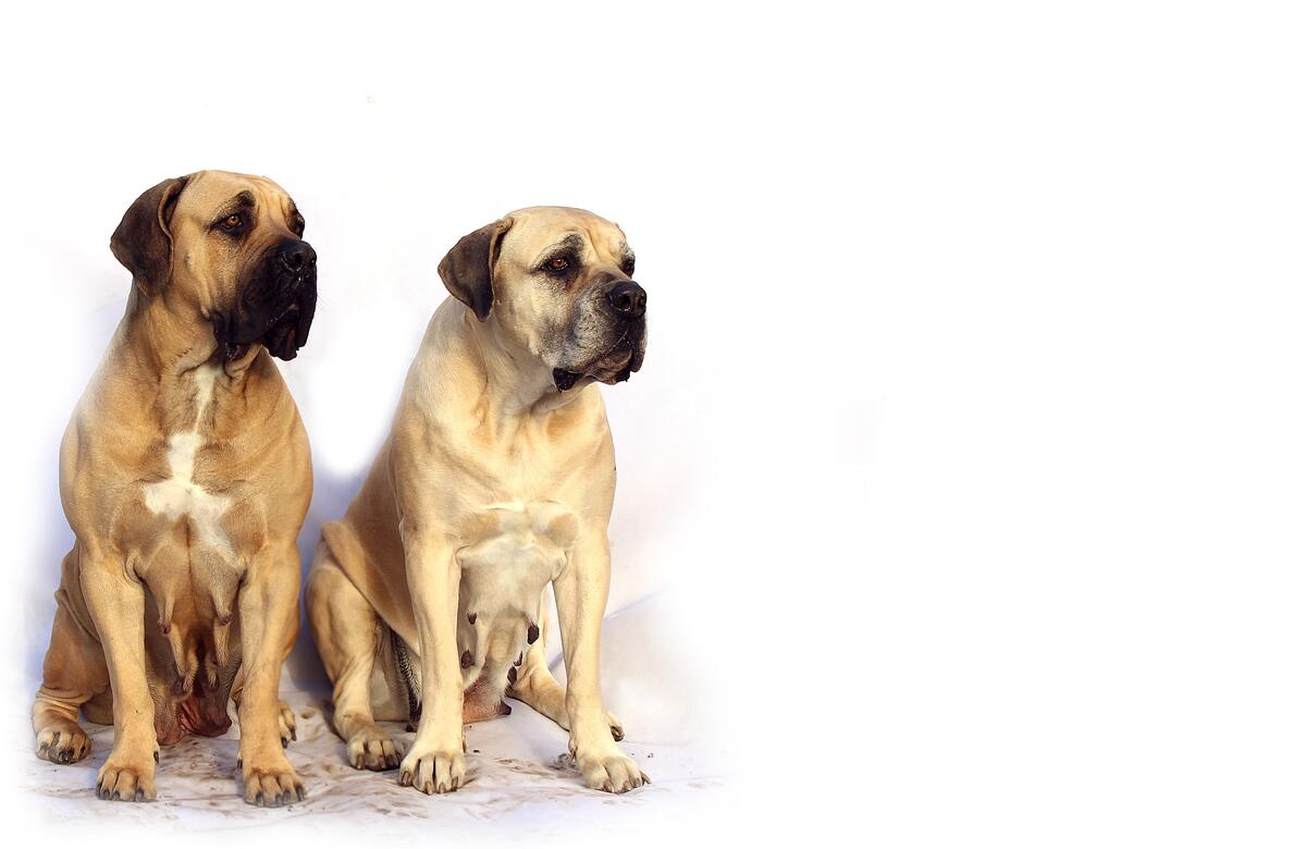Two dogs on a white background looking away
