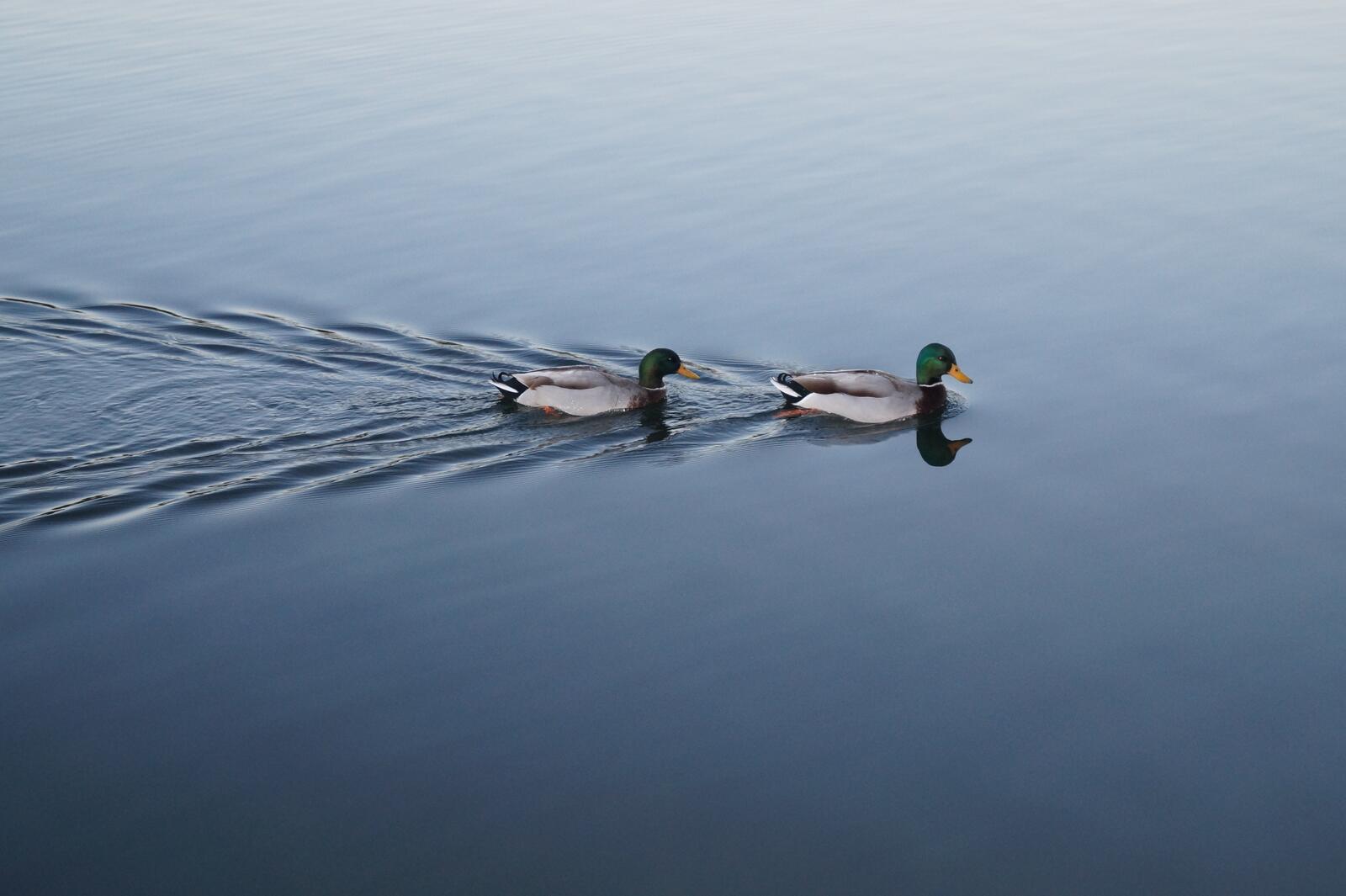 免费照片湖上的两只小鸭子