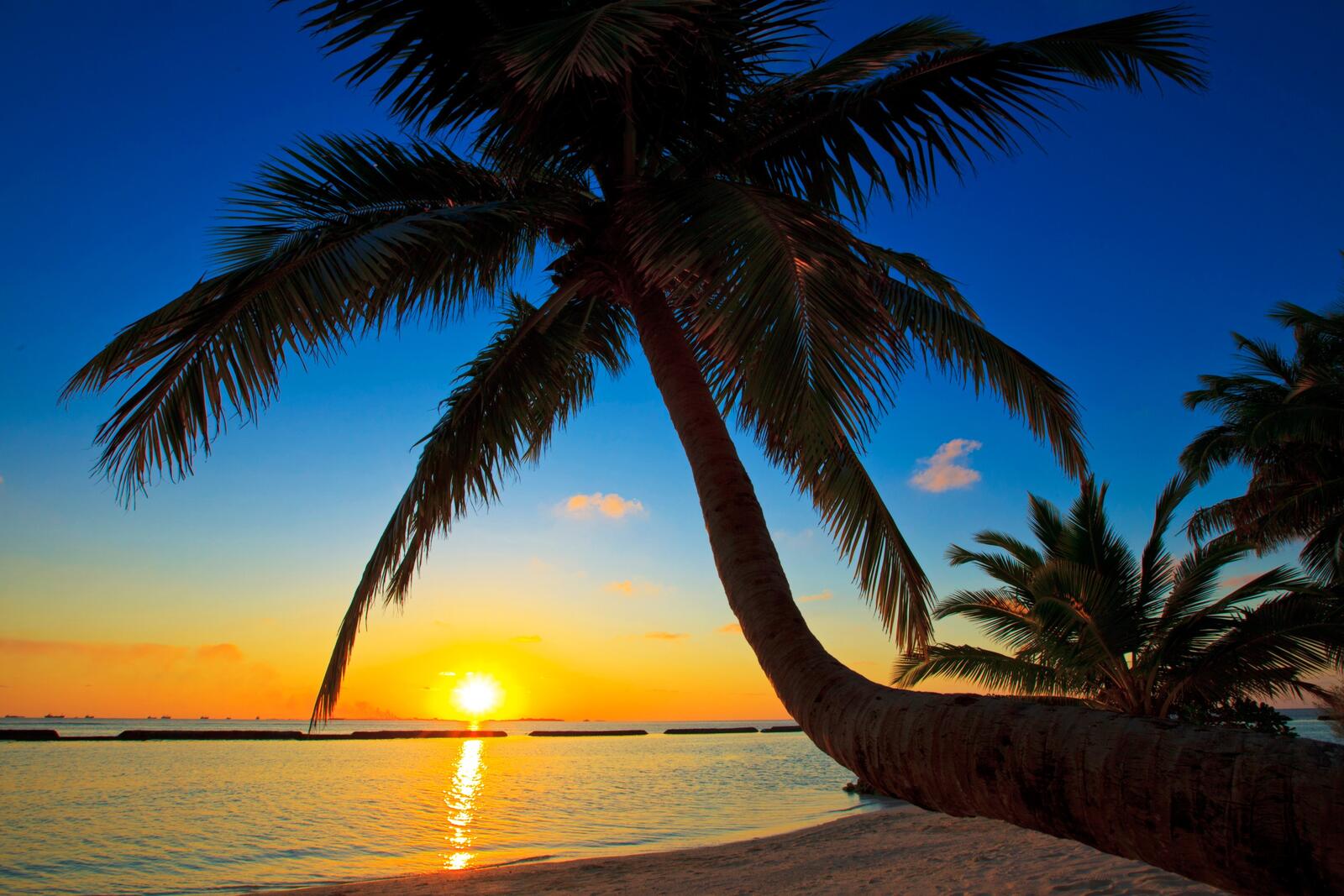 Free photo Wallpaper with a palm tree on the beach at sunset
