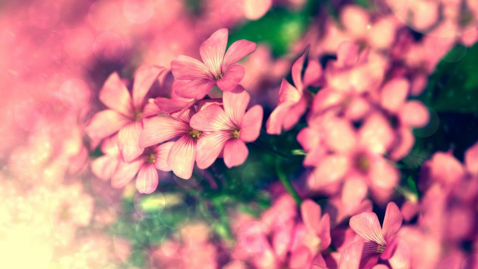 Free photo Wallpaper with pink flowers