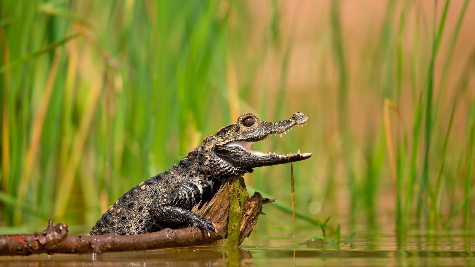 Wallpapers baby animals crocodiles reptile on the desktop