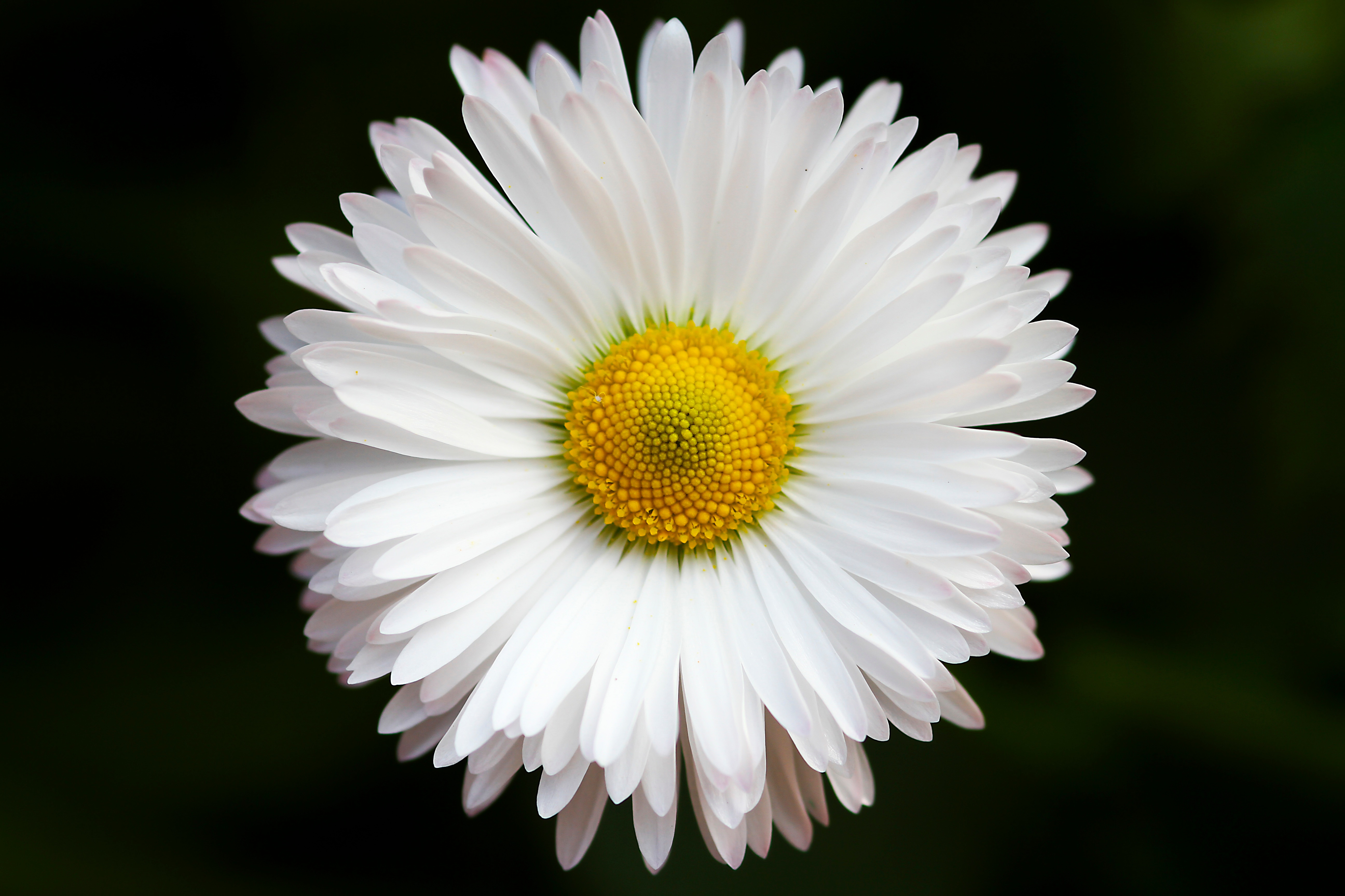 Free photo White daisy flower on black background