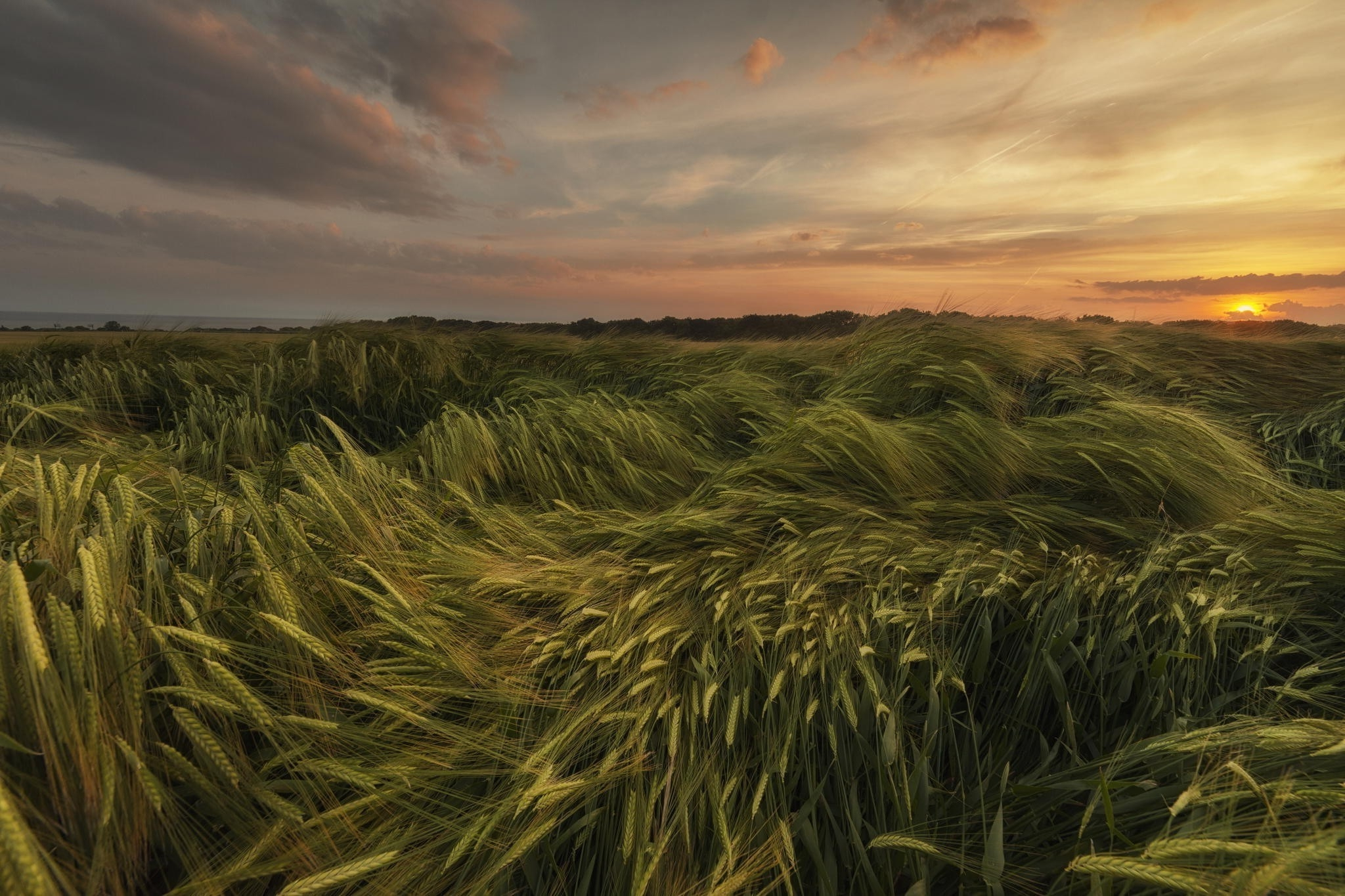 Фото бесплатно поле, колосья, пшеница