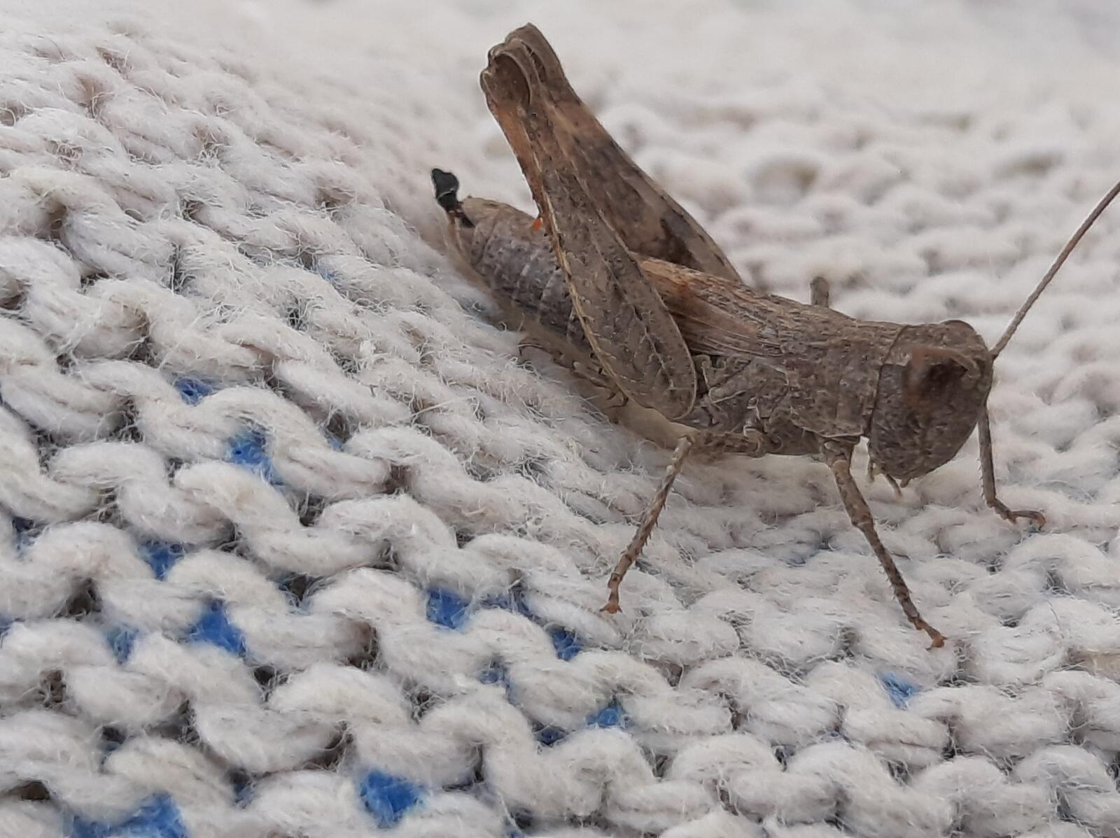 Free photo Close-up of a grasshopper