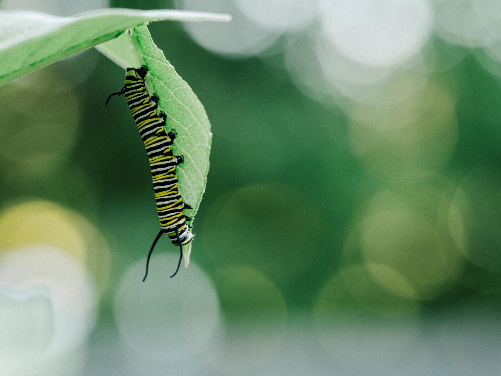 Free photo A colored caterpillar eats a green leaf