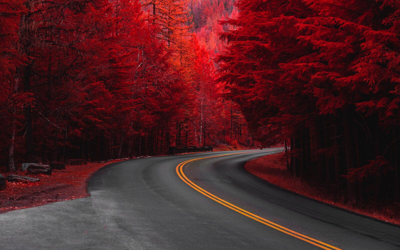 Загородная дорога через осенний лес с красной листвой