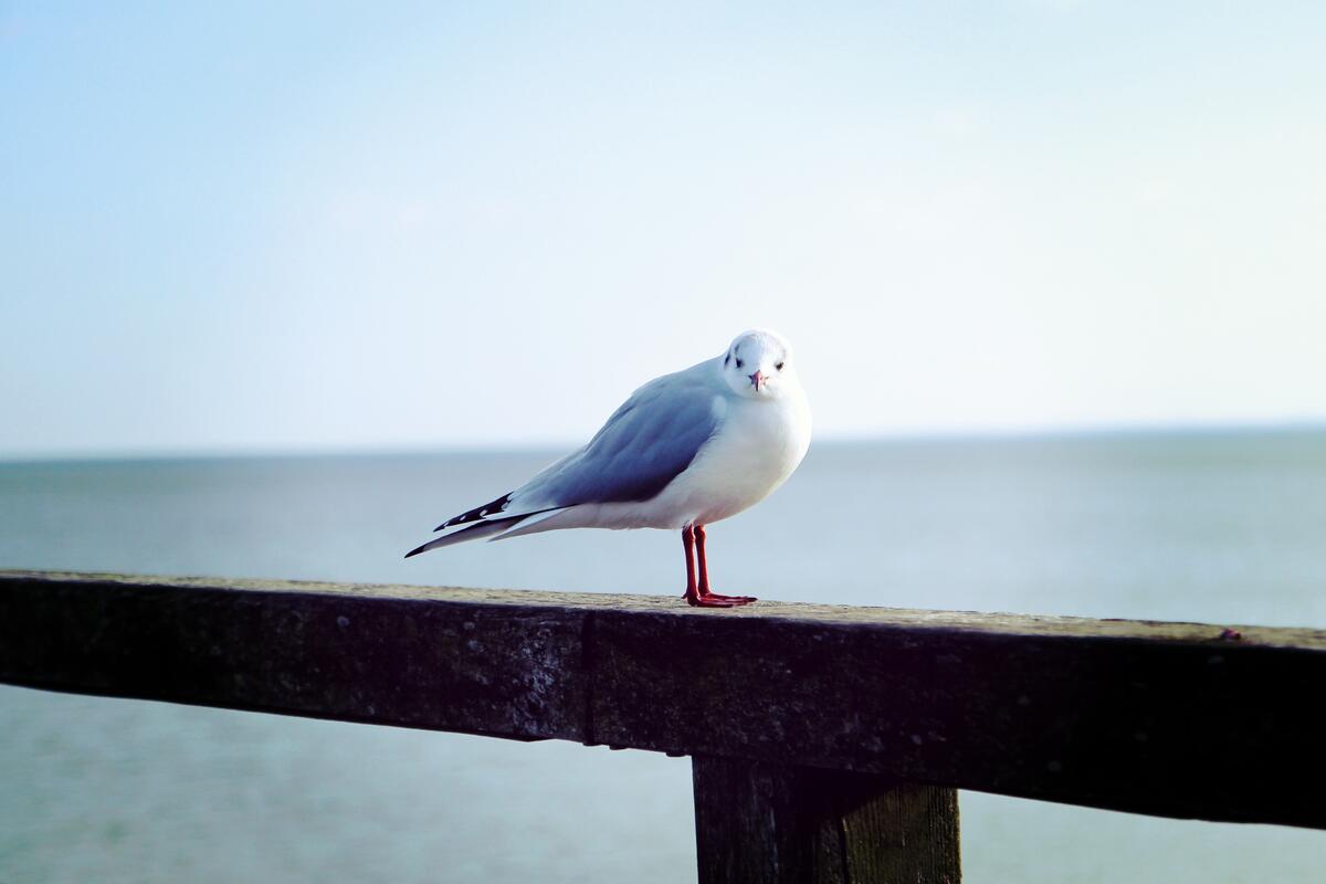 A blue-winged sea gull on the background of the sea
