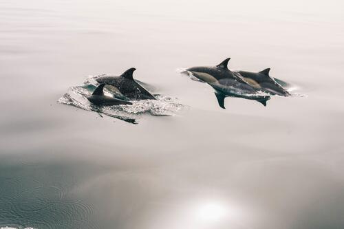 Семья китов выныривает из воды
