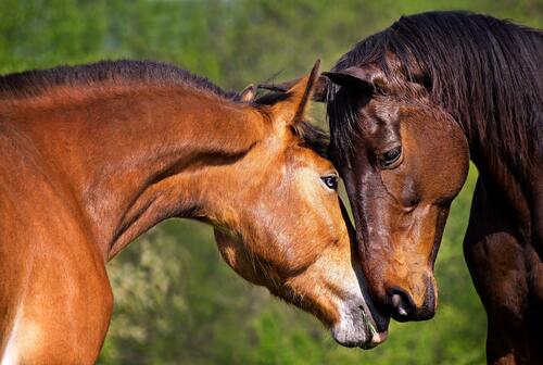 Две лошади любуются друг другом