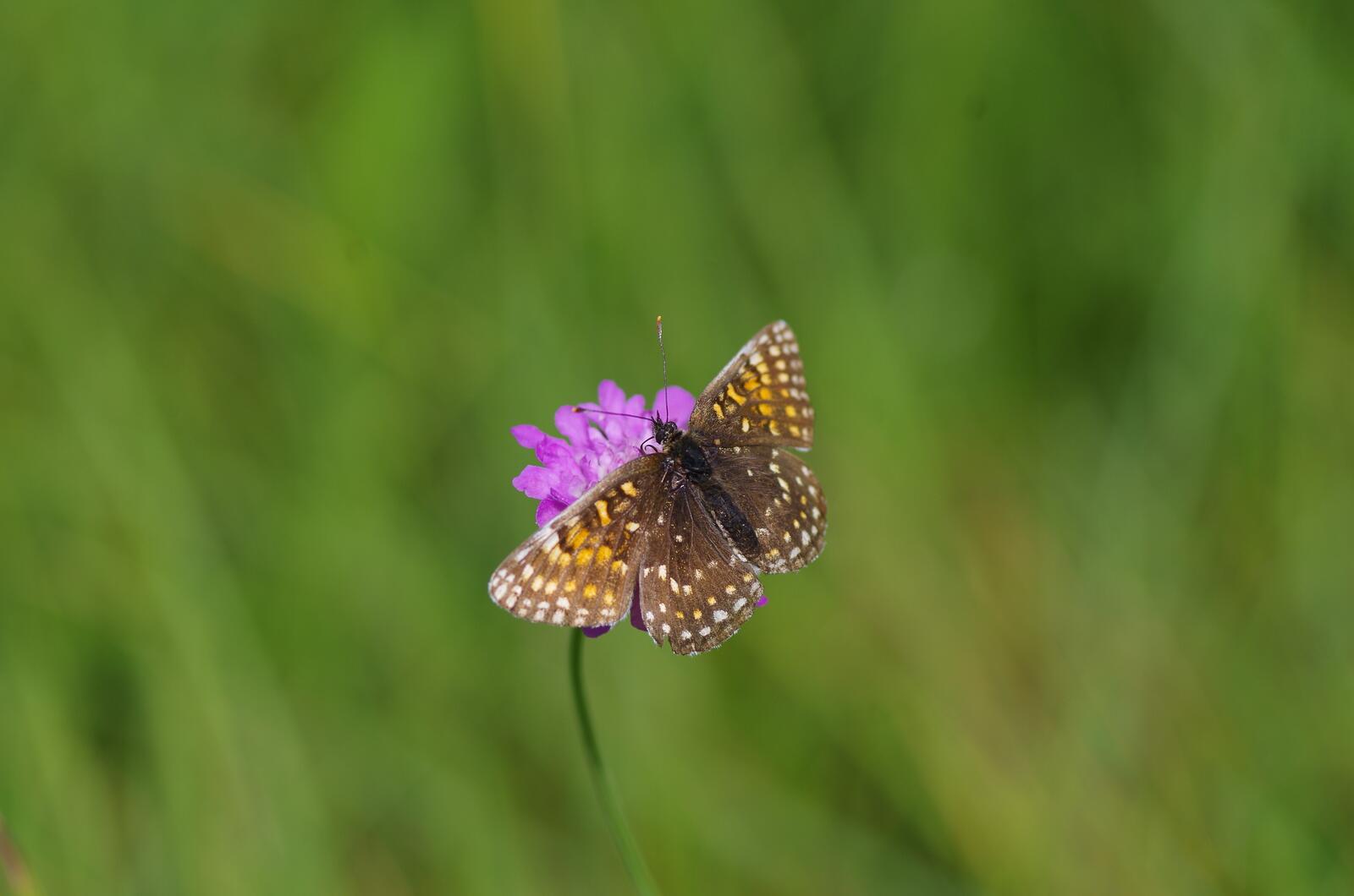 Бесплатное фото Красивая бабочка на цветке