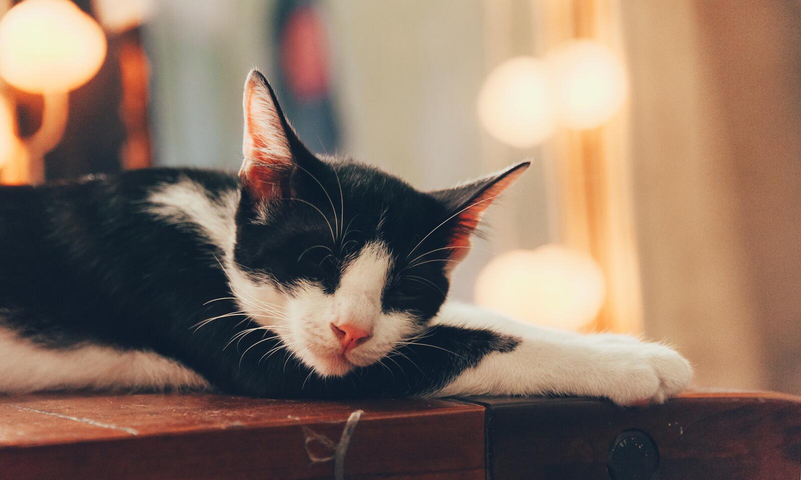 Бесплатное фото Черно-белый кот спит на тумбочке