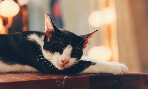 Черно-белый кот спит на тумбочке