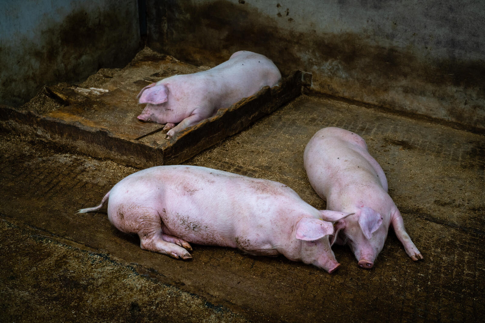 Free photo Pigs on a farm