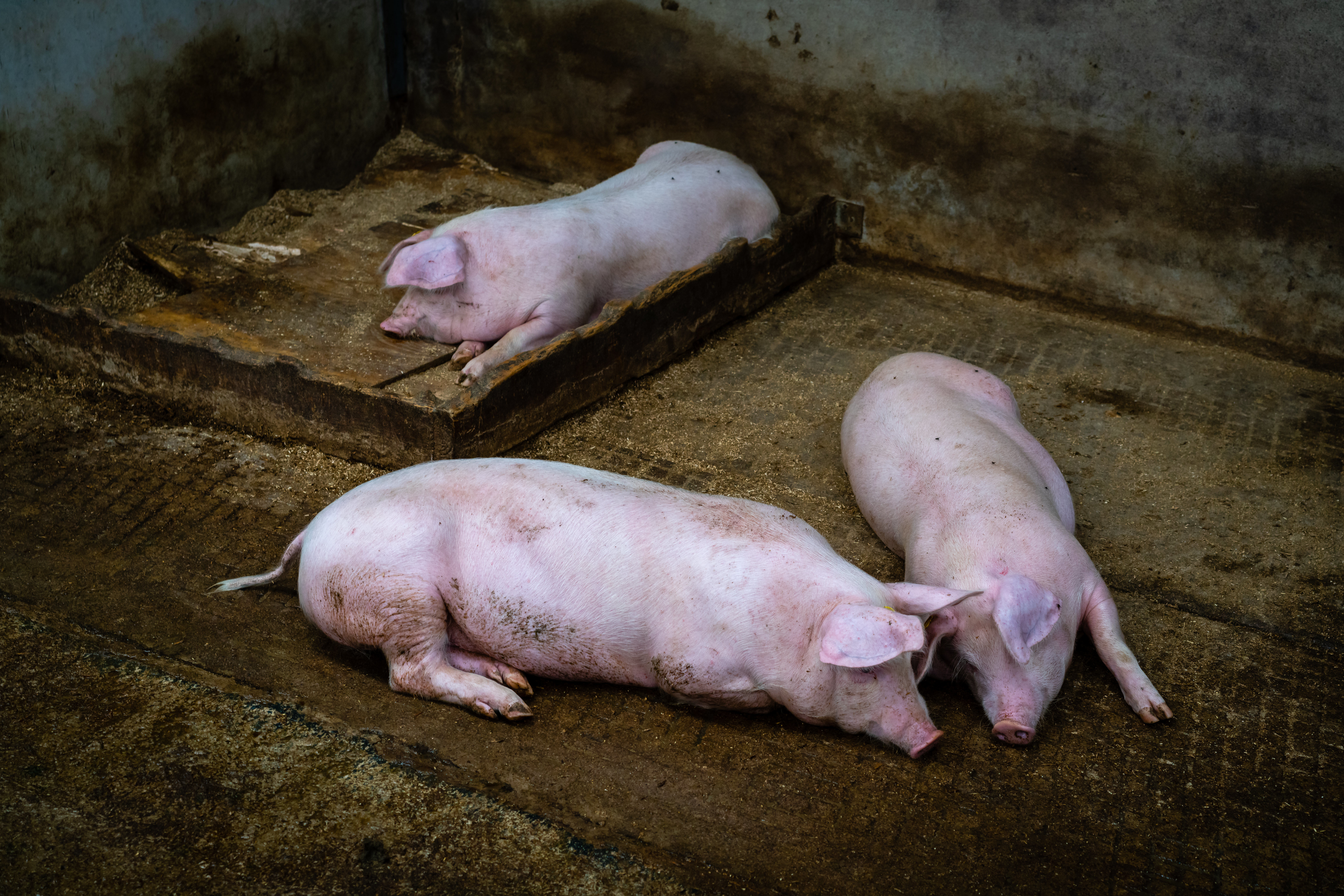 Фото бесплатно ферма, свинья, животное