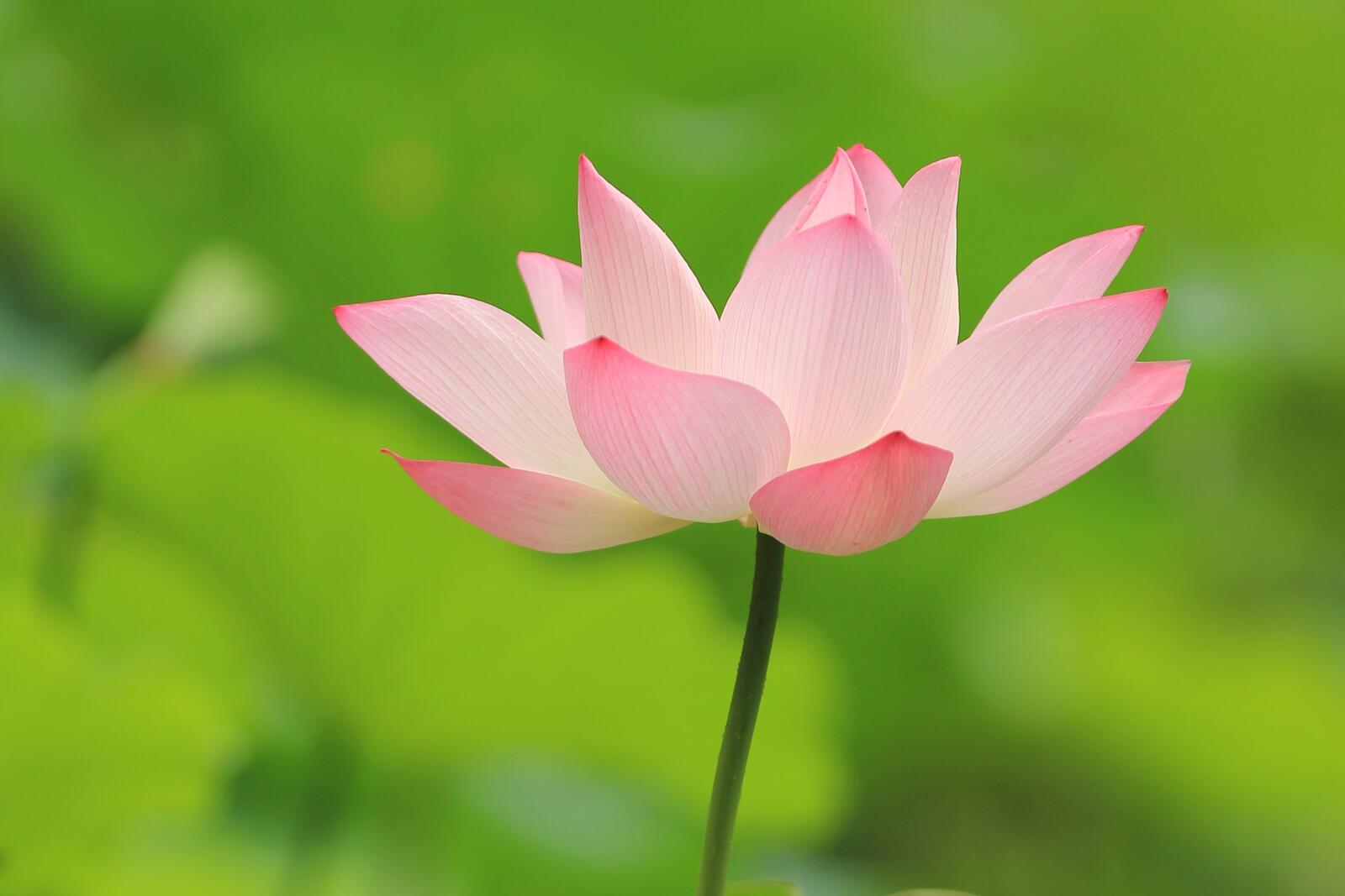 Free photo Pink lotus blossom