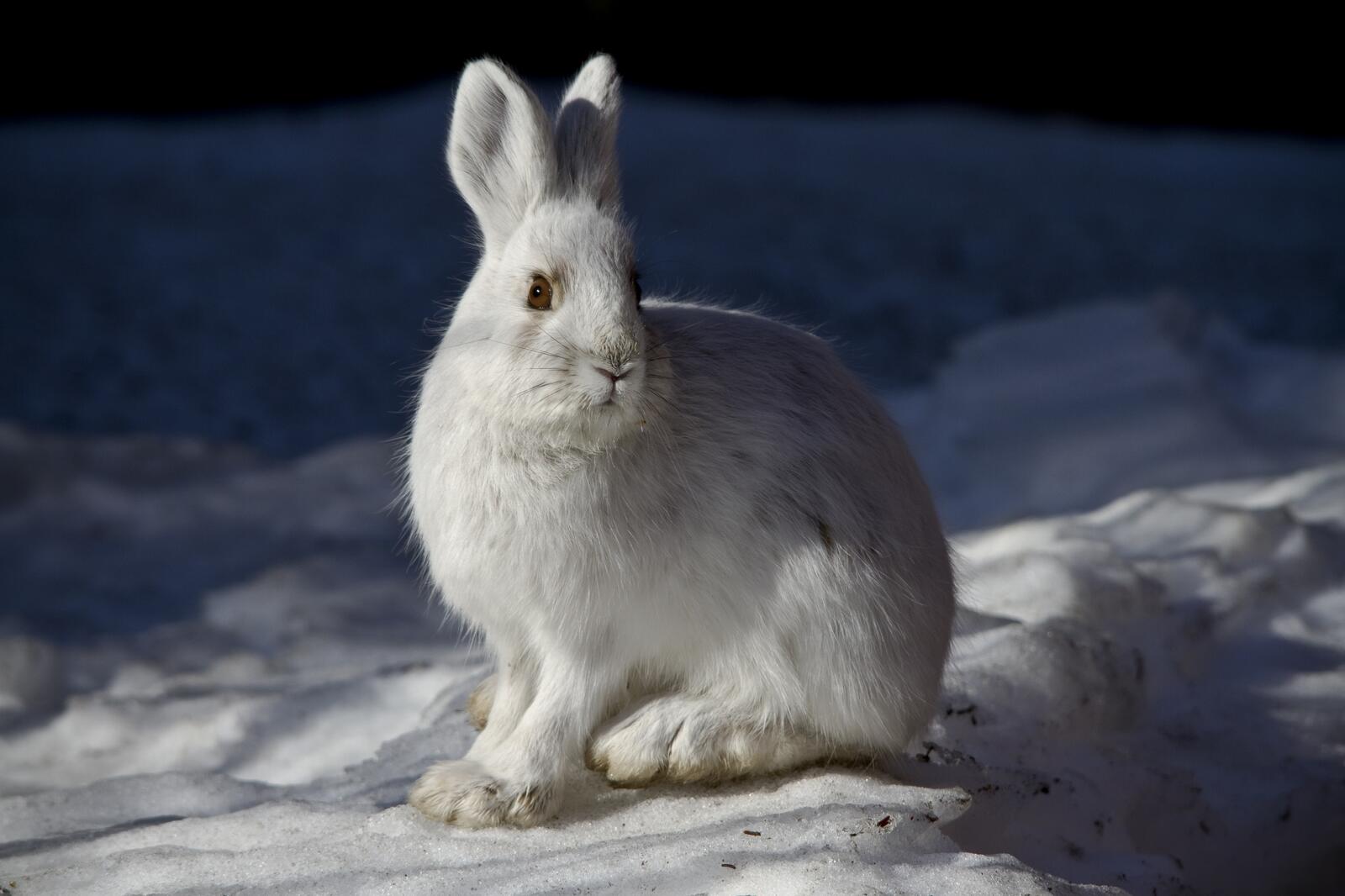 Free photo A white hare sits in the snow