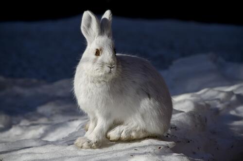 Белый заяц сидит на снегу