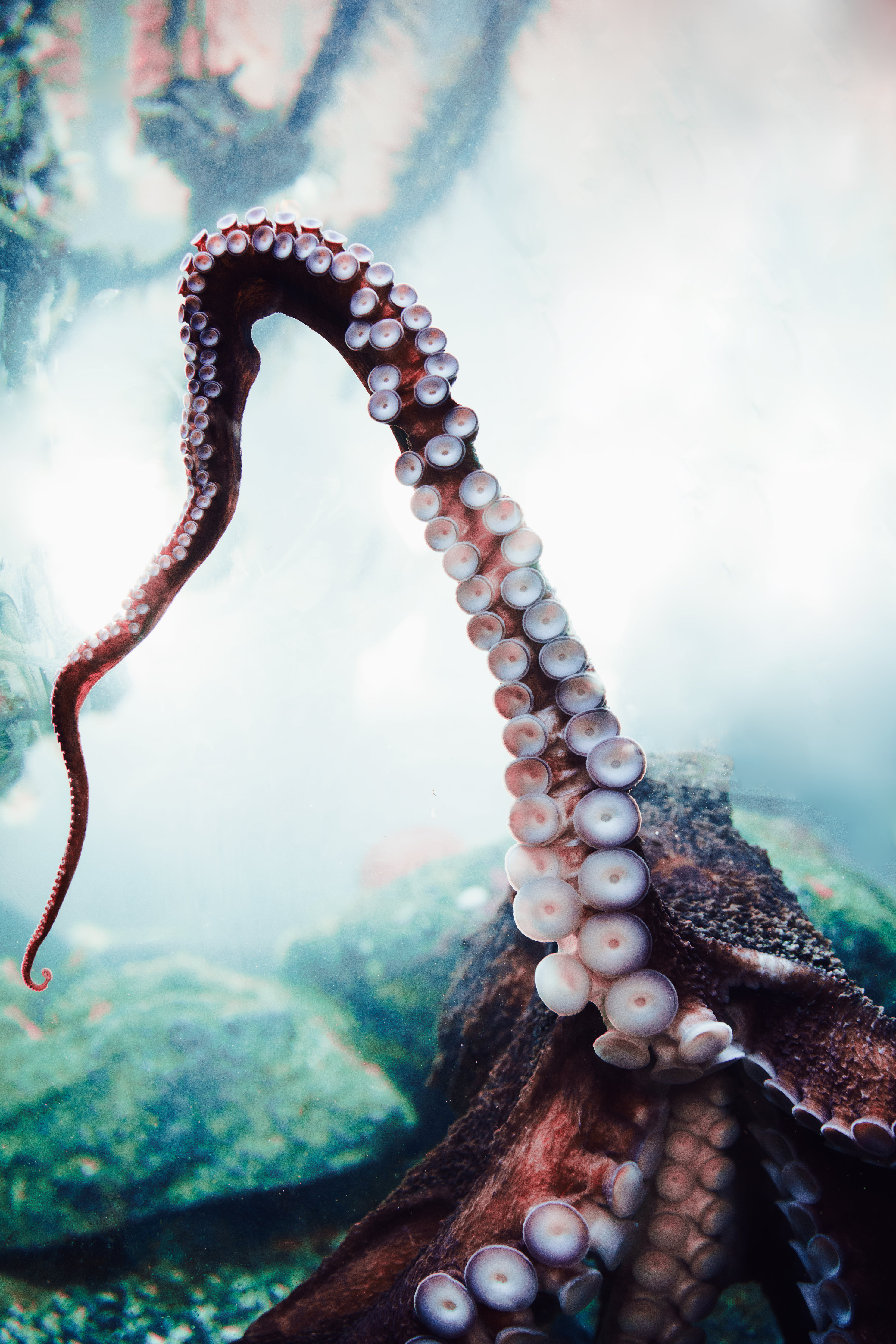 Free photo Octopus tentacles
