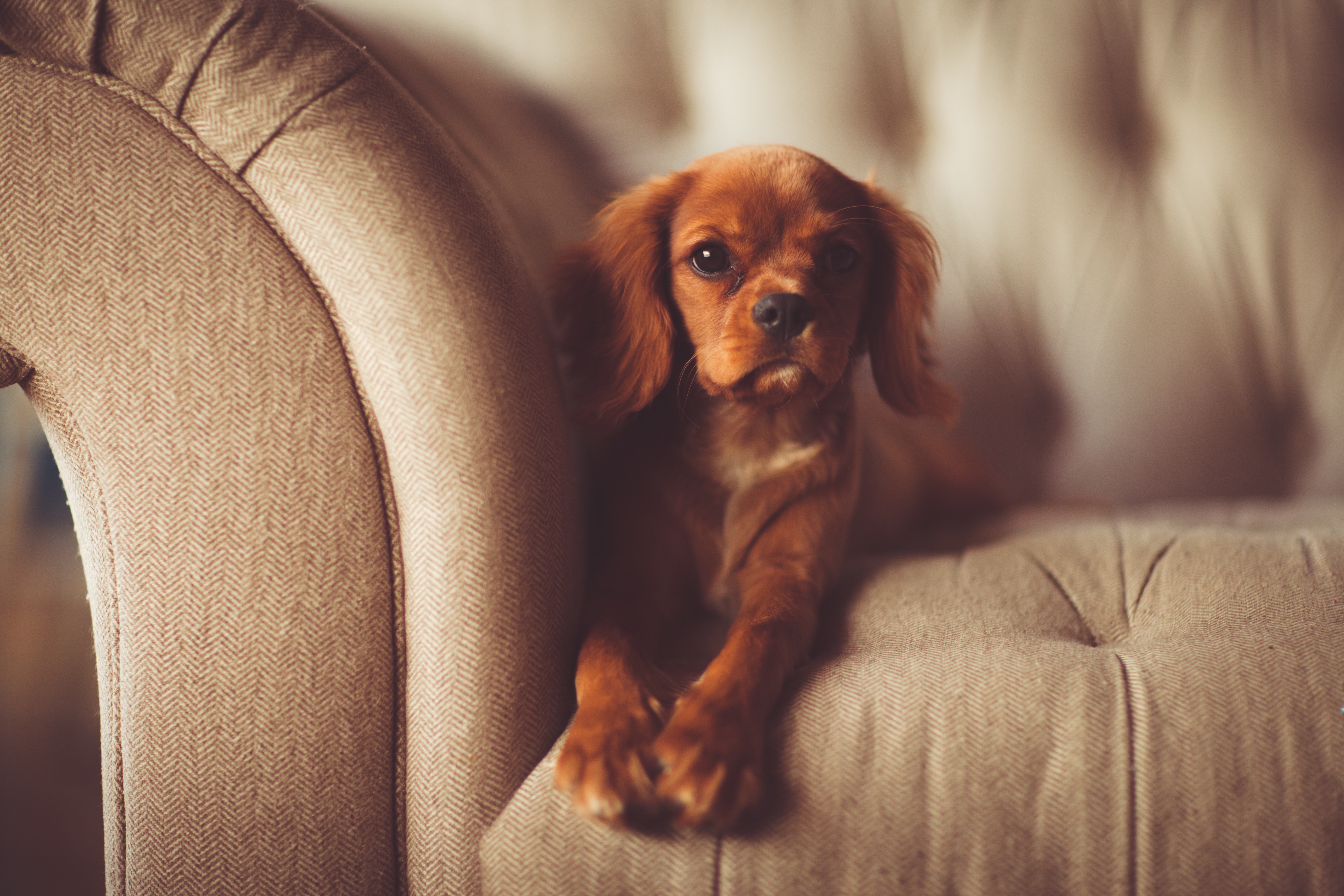 Free photo Puppy on the couch