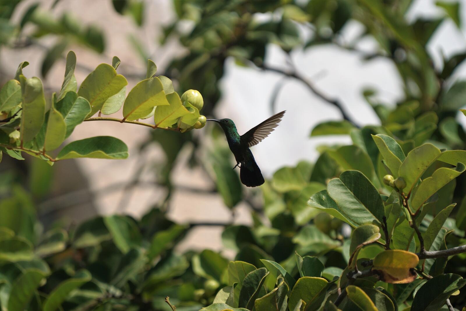 Бесплатное фото Парящая колибри питается нектаром у веточки
