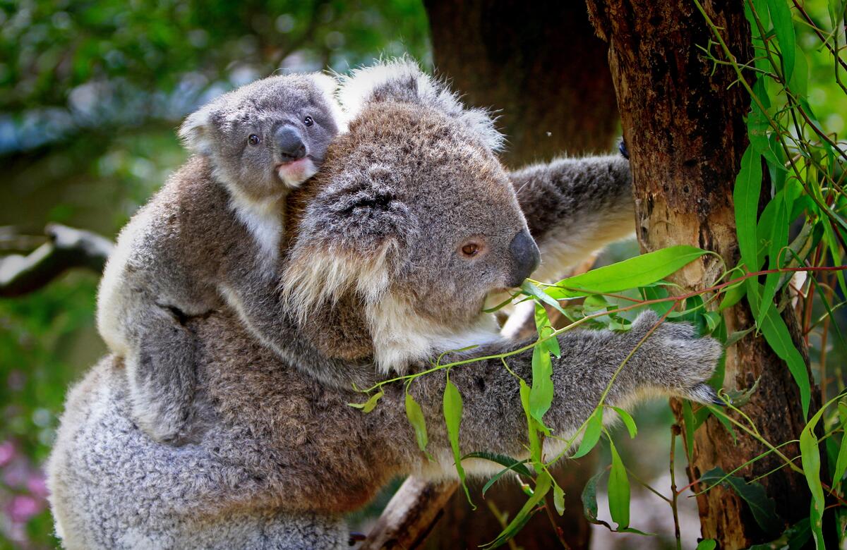 A koala with a baby