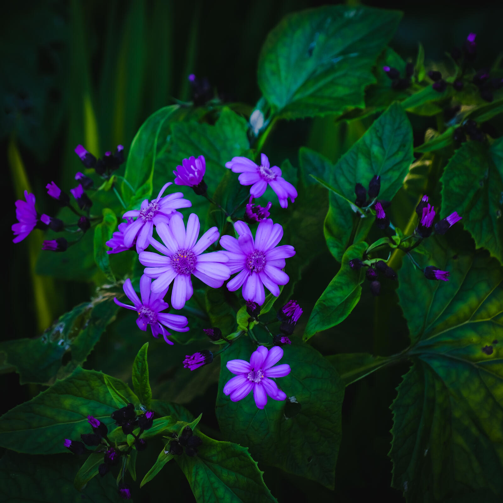 Бесплатное фото Маленькие фиолетовые цветочки
