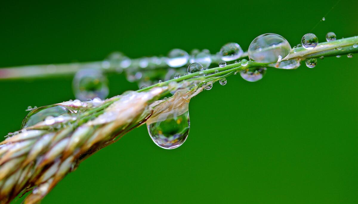Beautiful water droplets on the branches