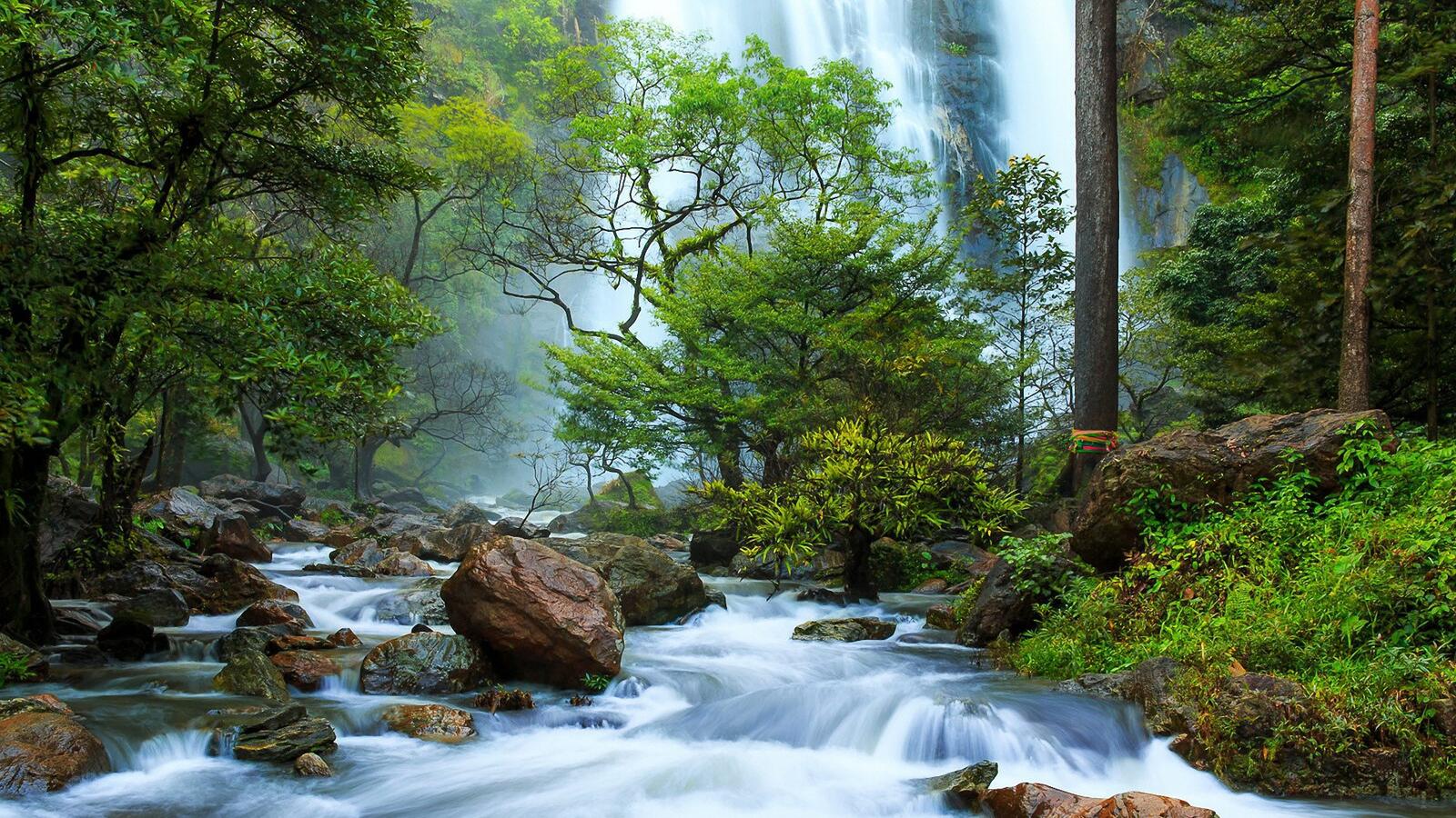 Бесплатное фото Водопад в зеленом лесу