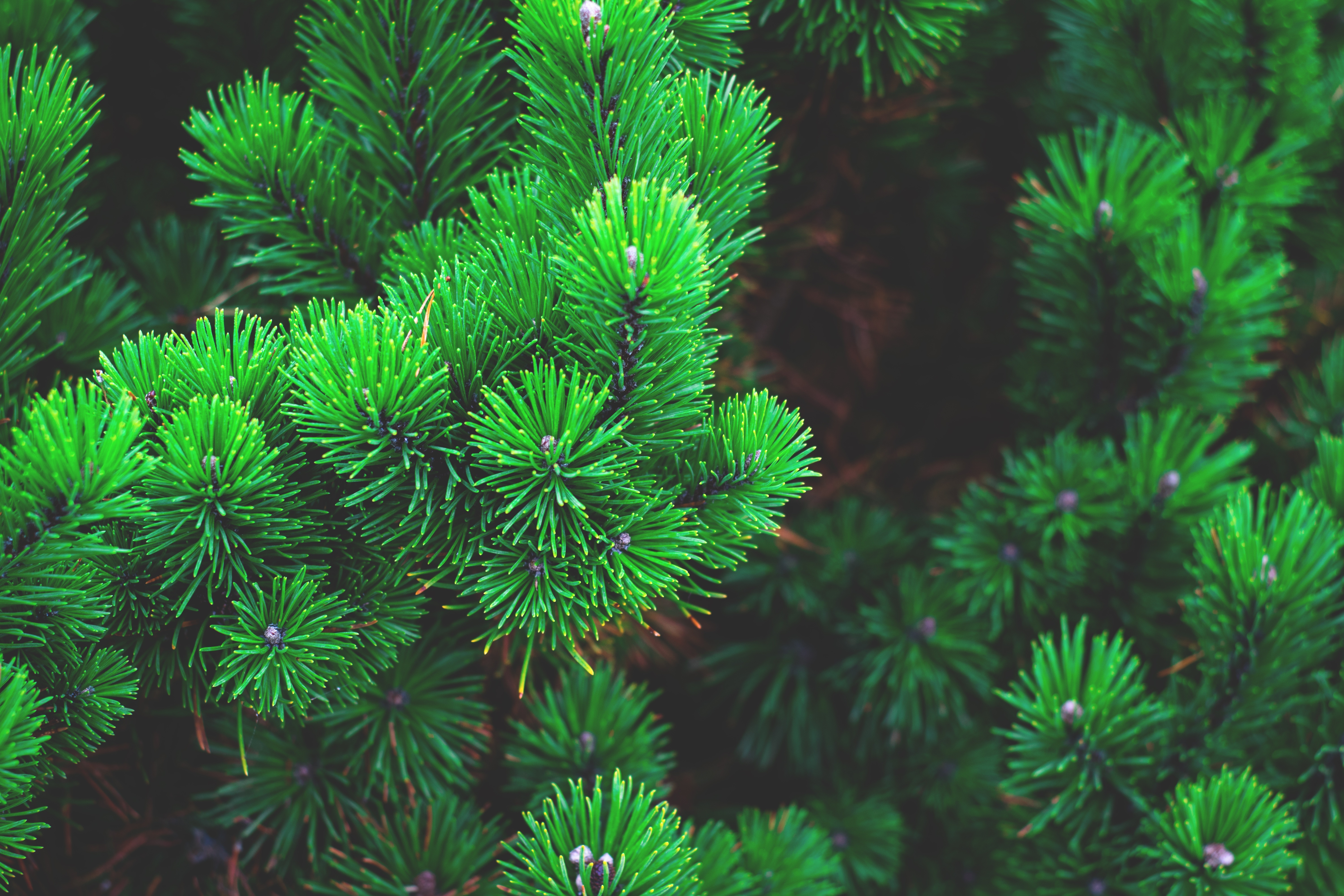 Pine branches with green needles