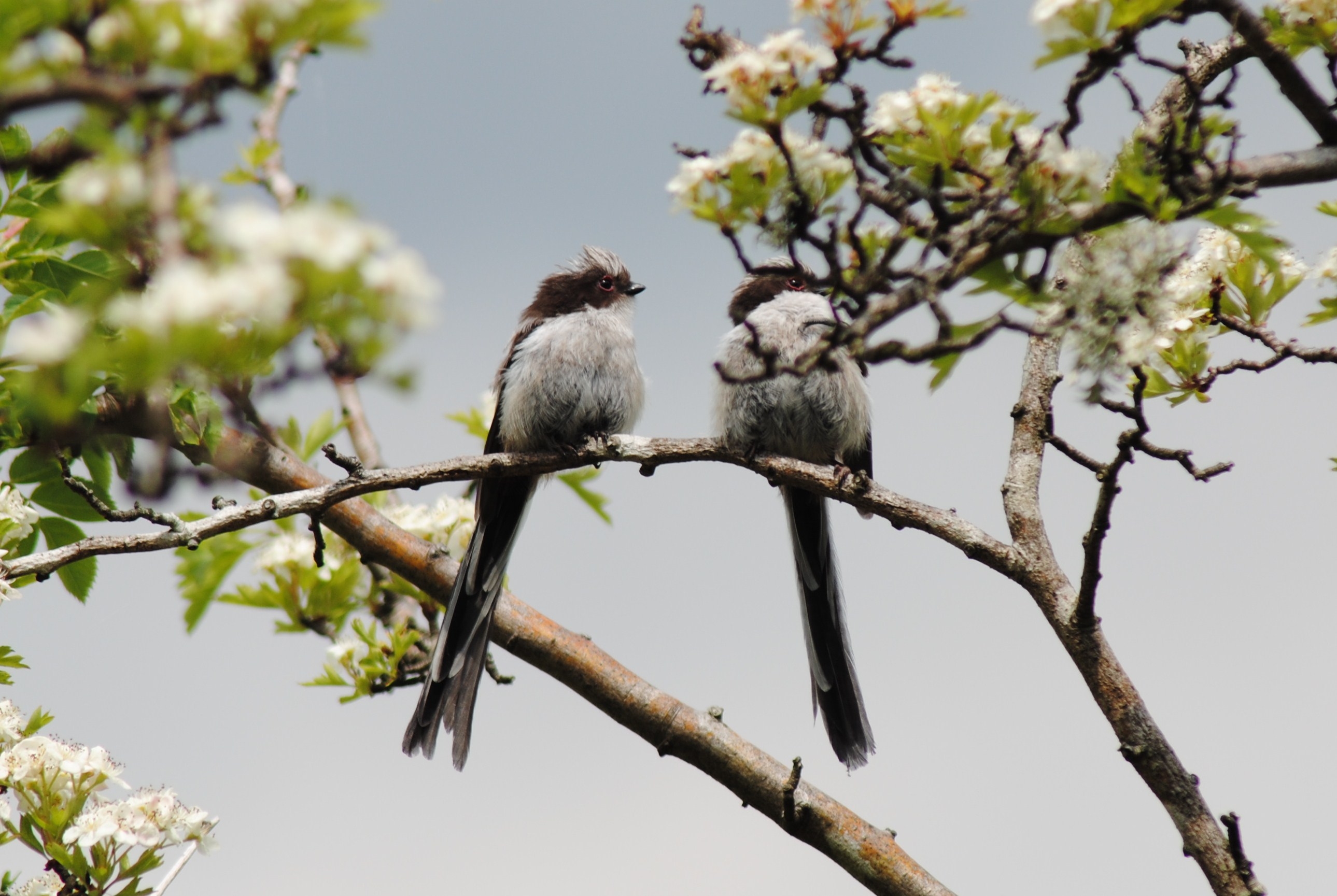 Две птички отдыхают на ветке дерева