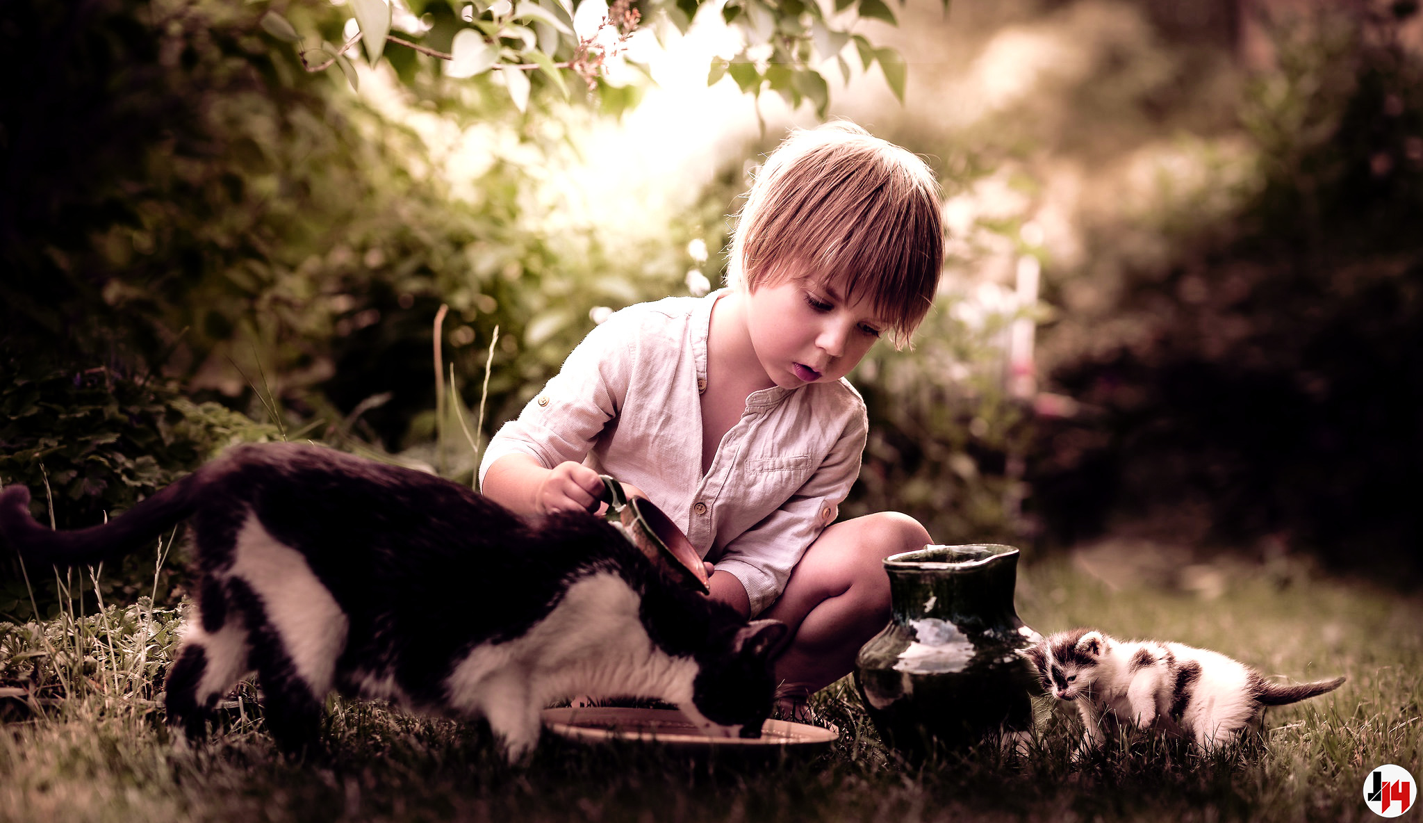 A boy feeds a cat with kittens with milk