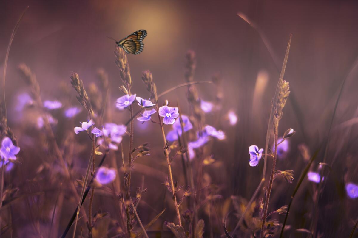 A lone butterfly sits on the grass among the purple flowers