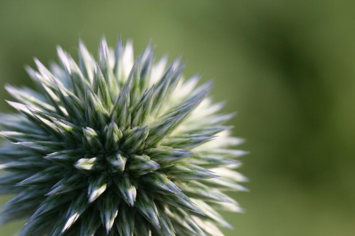 Round flower with spiky petals