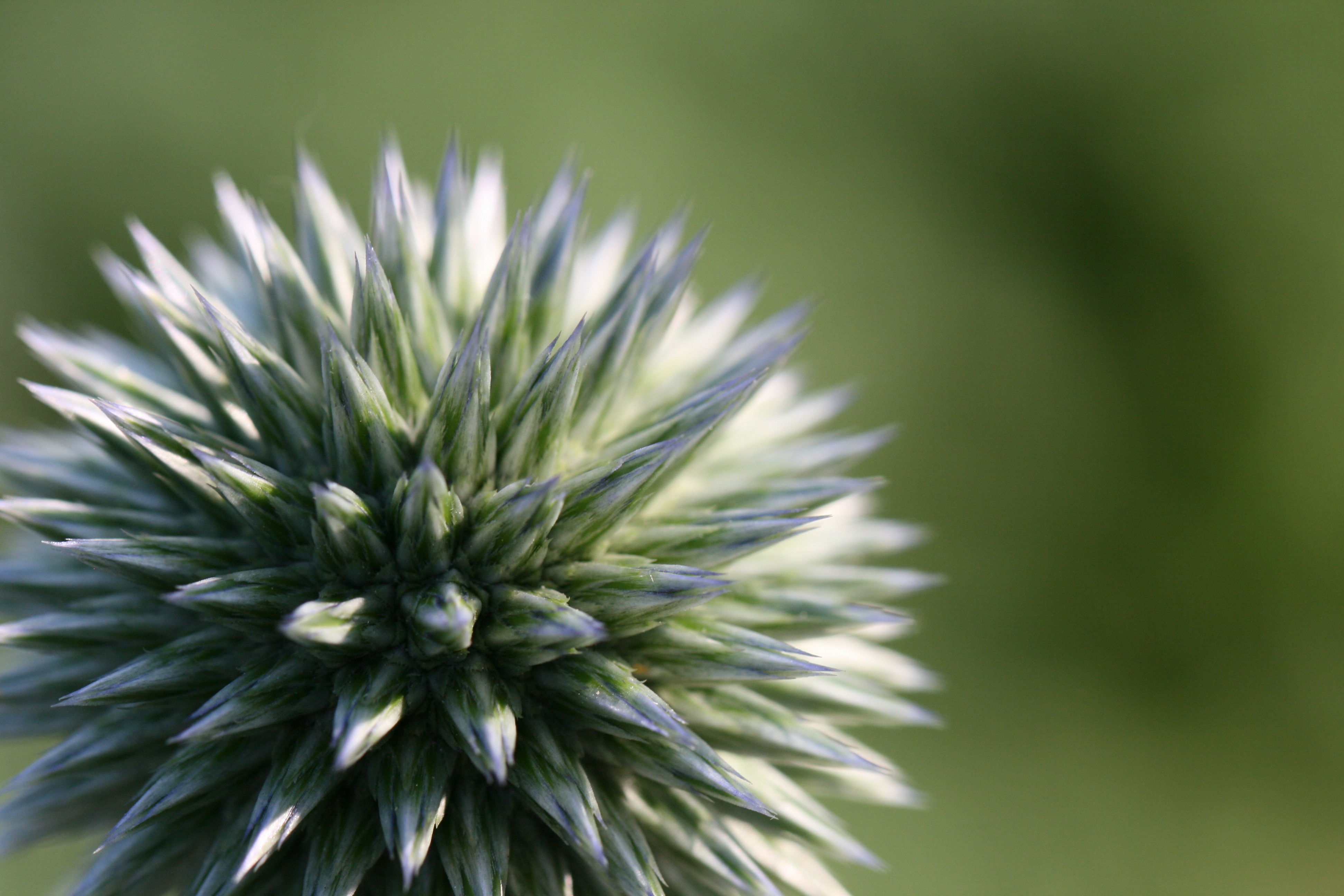 Free photo Round flower with spiky petals