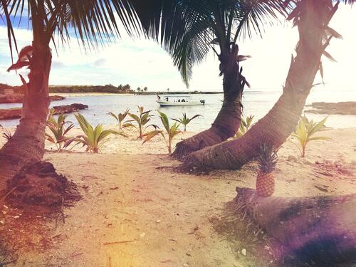 Пляж с ананасами на берегу