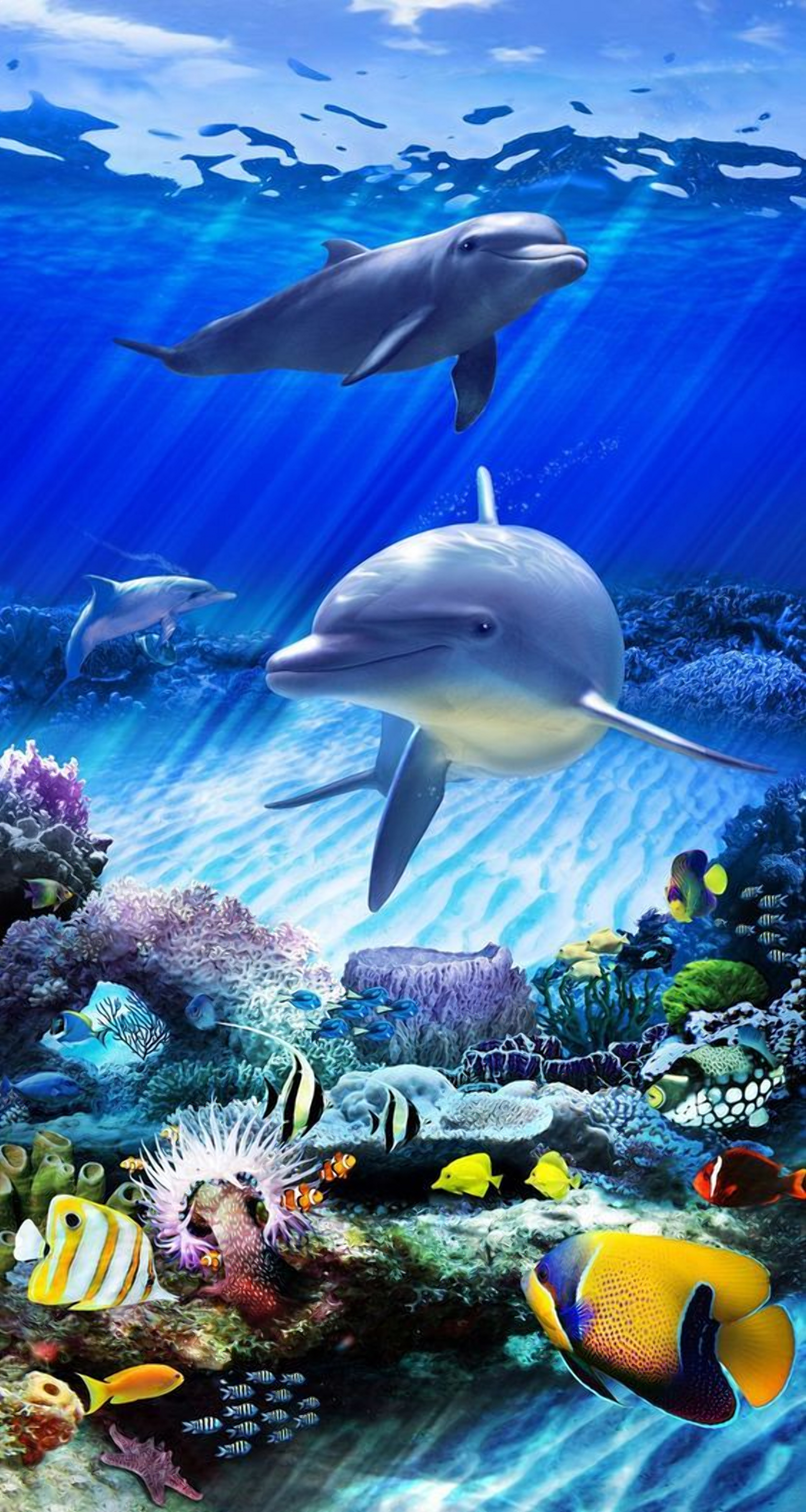 免费照片海底的两只海豚与珊瑚