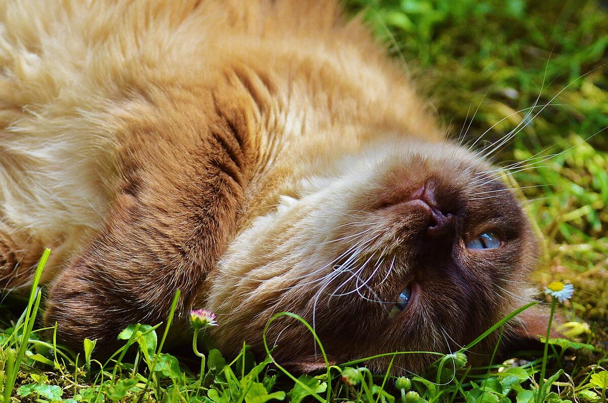 Siamese cat getting high on the lawn