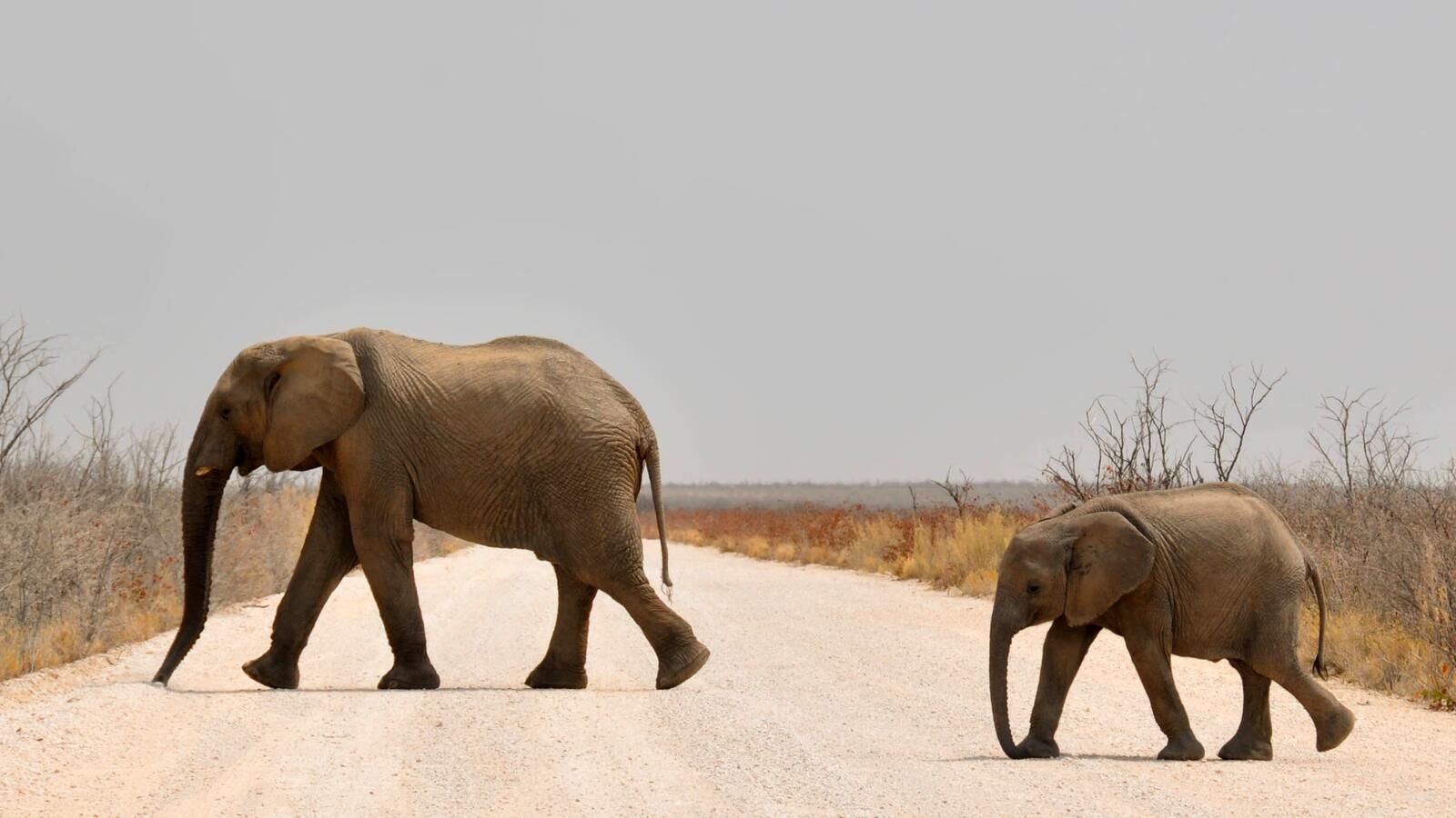 Бесплатное фото Слоны переходят дорогу