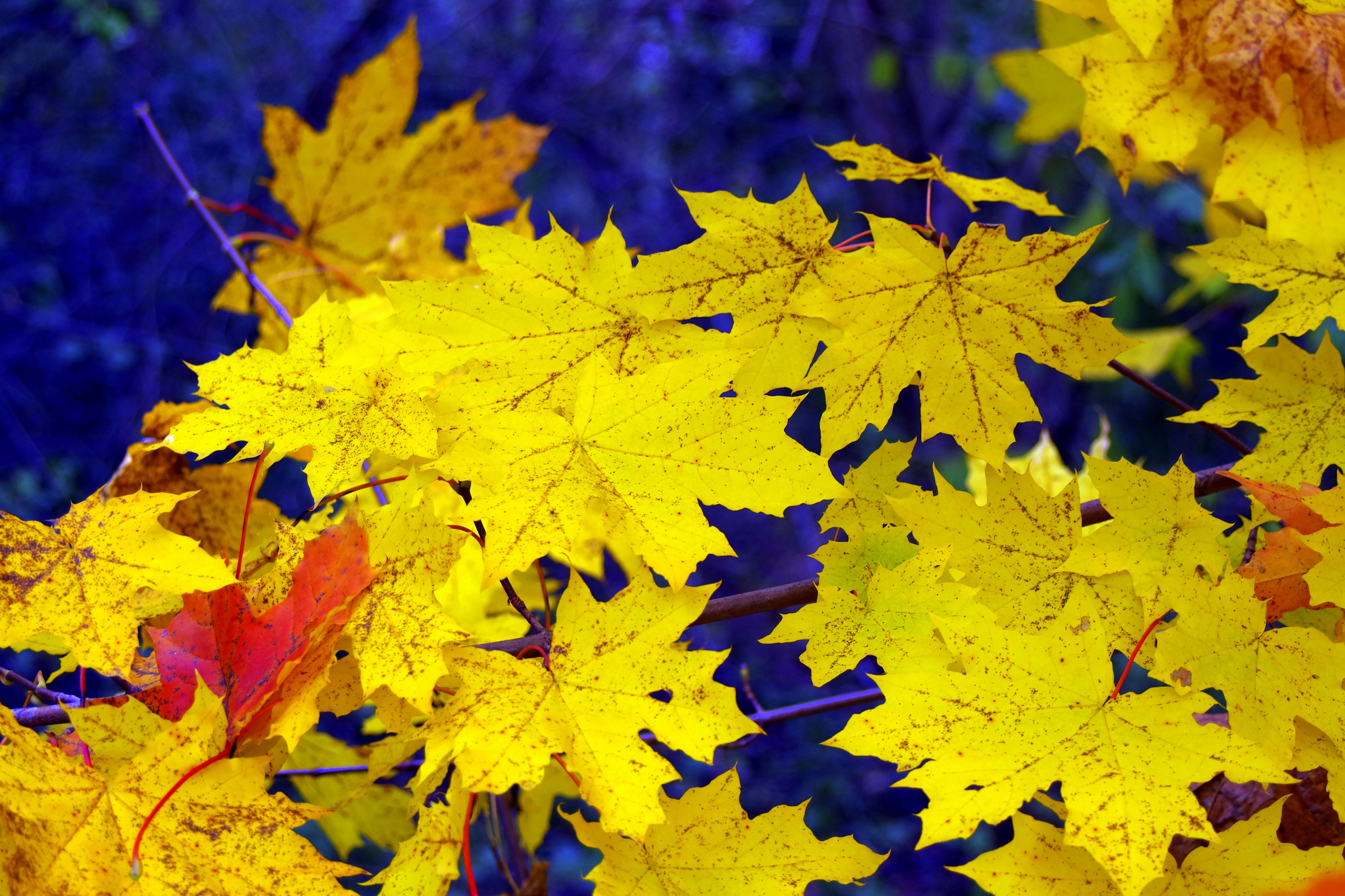 Free photo Yellow maple leaves