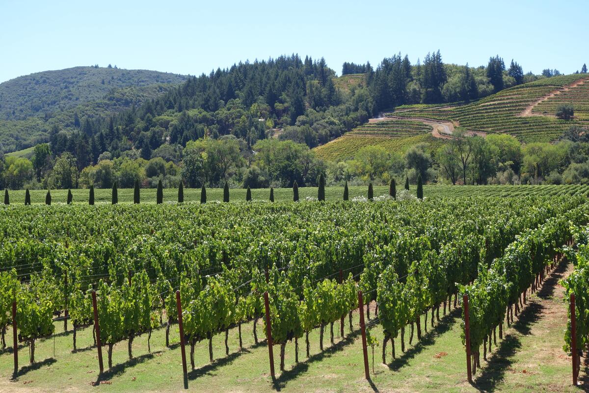 Большое поле усеянное виноградниками