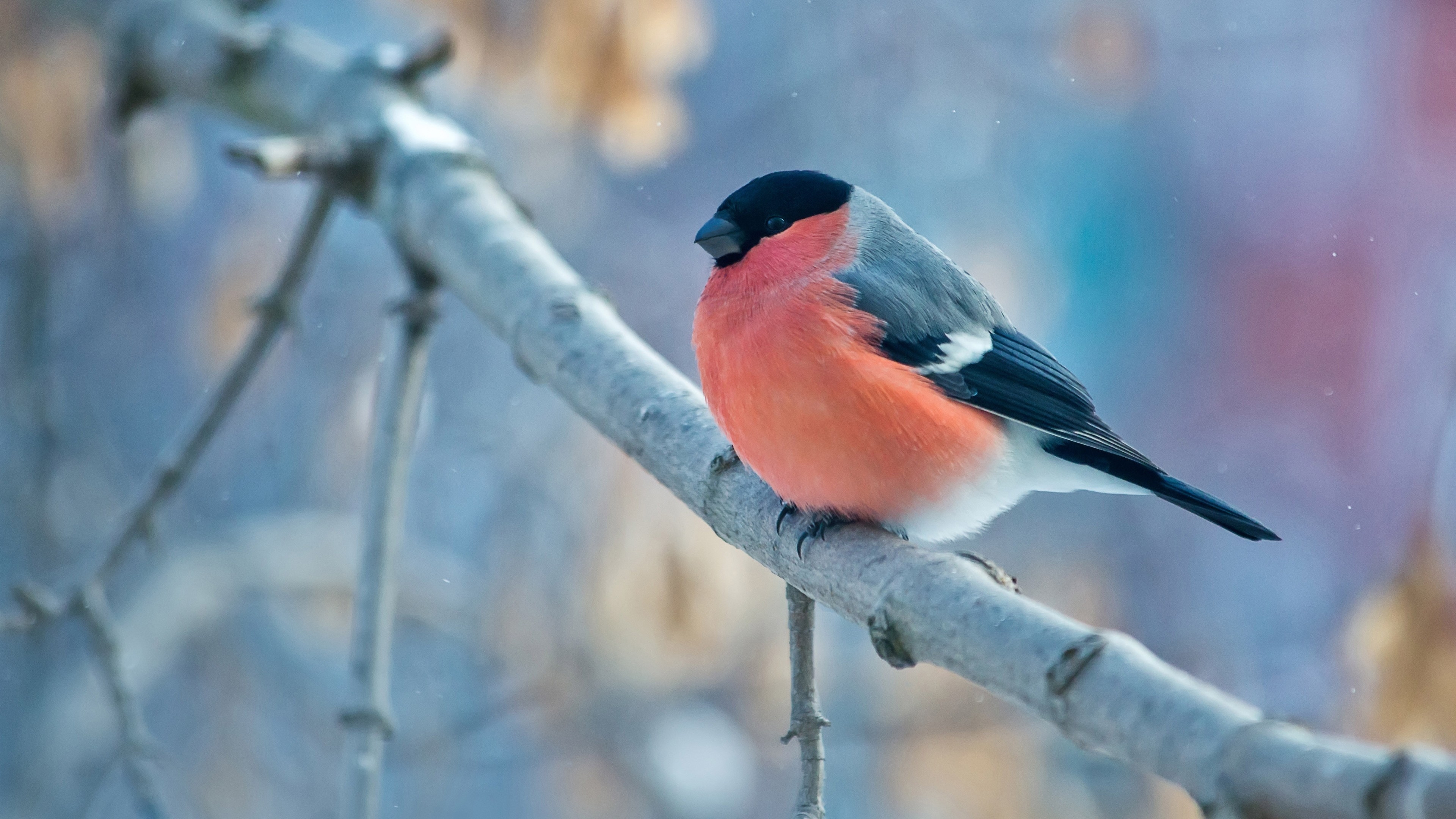 Free photo A bullfinch sits on a tree branch