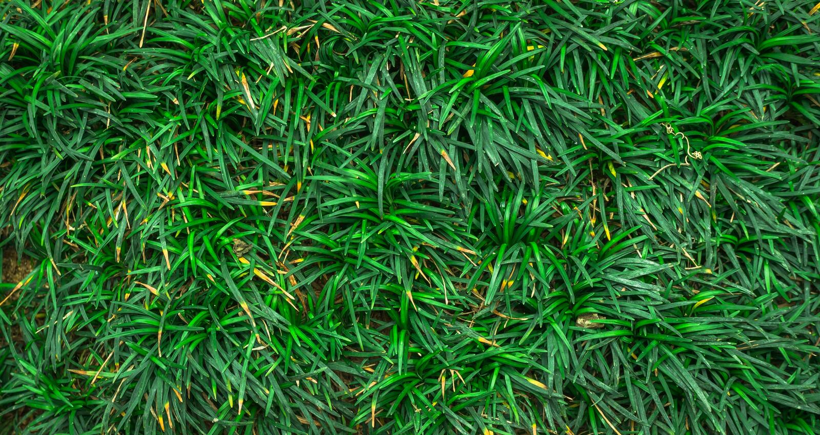 Бесплатное фото Фон из зеленой травы
