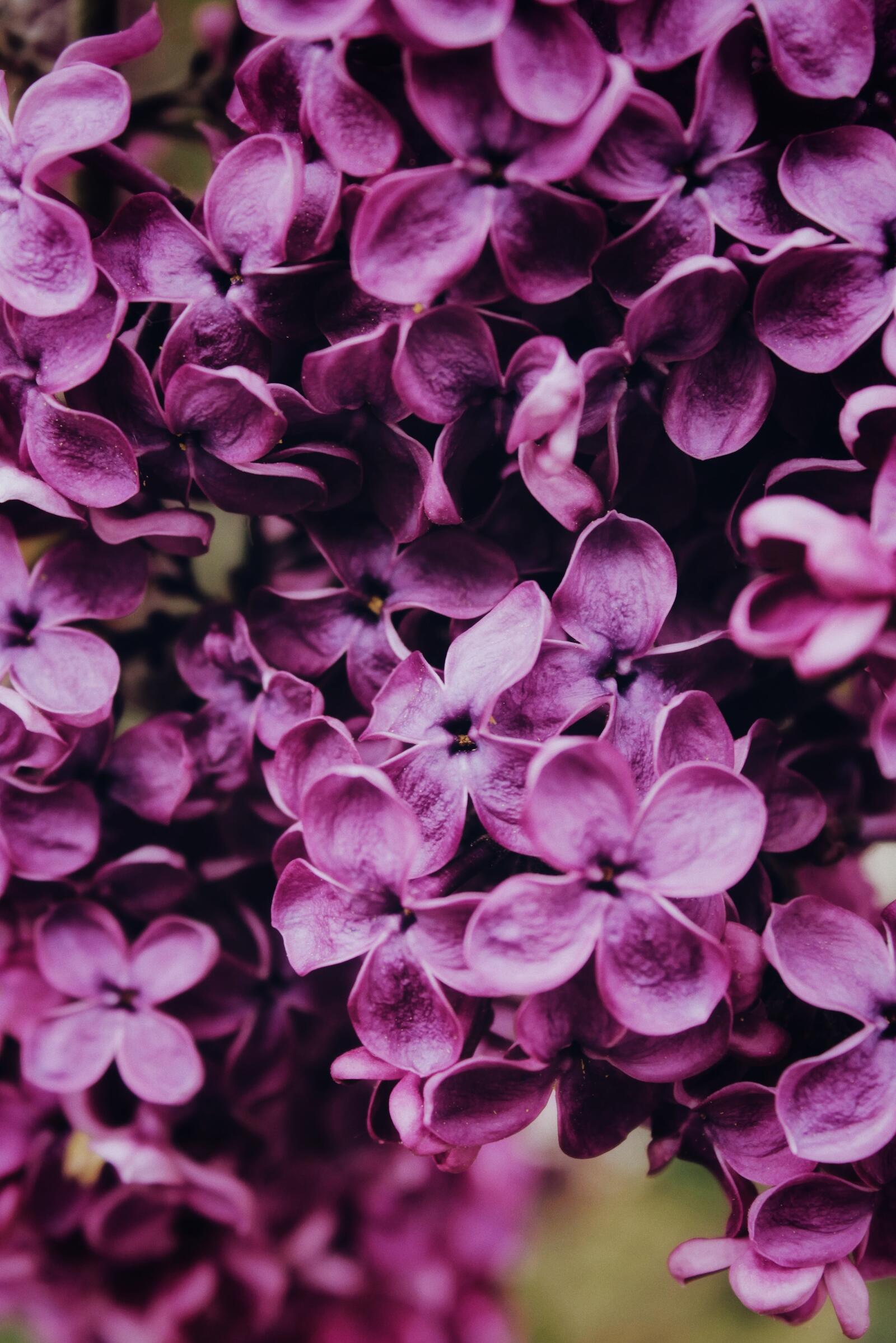 Бесплатное фото Маленькие розовые цветочки