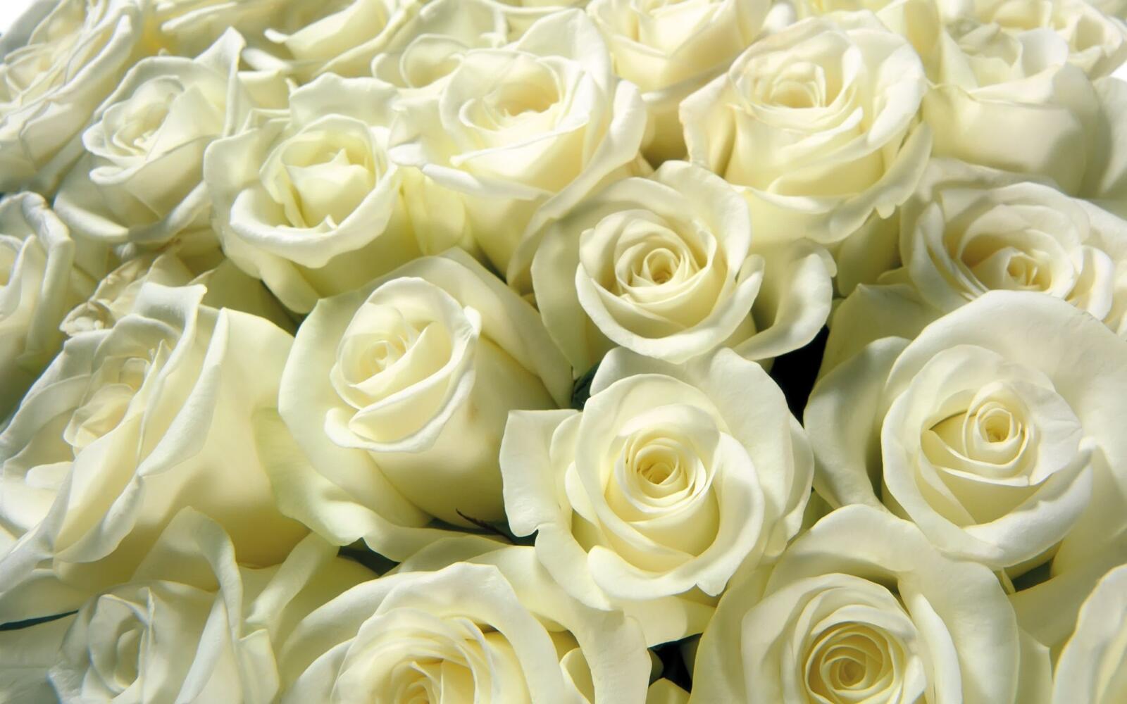 Бесплатное фото Белые розы